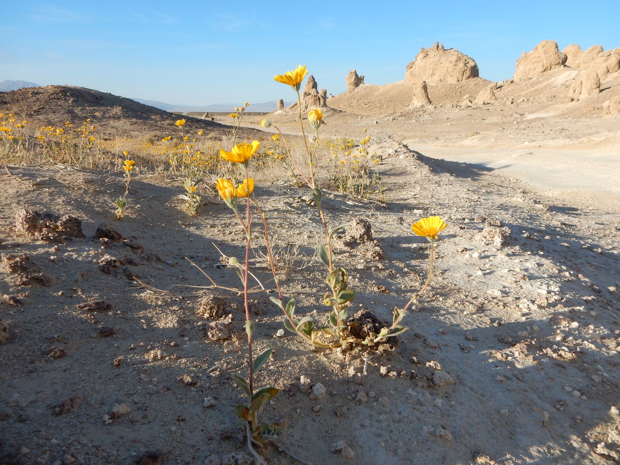 Yellow wildflowers bloom in a rocky desert landscape under a clear sky. - Trona Pinnacles loop from Trona Pinnacles