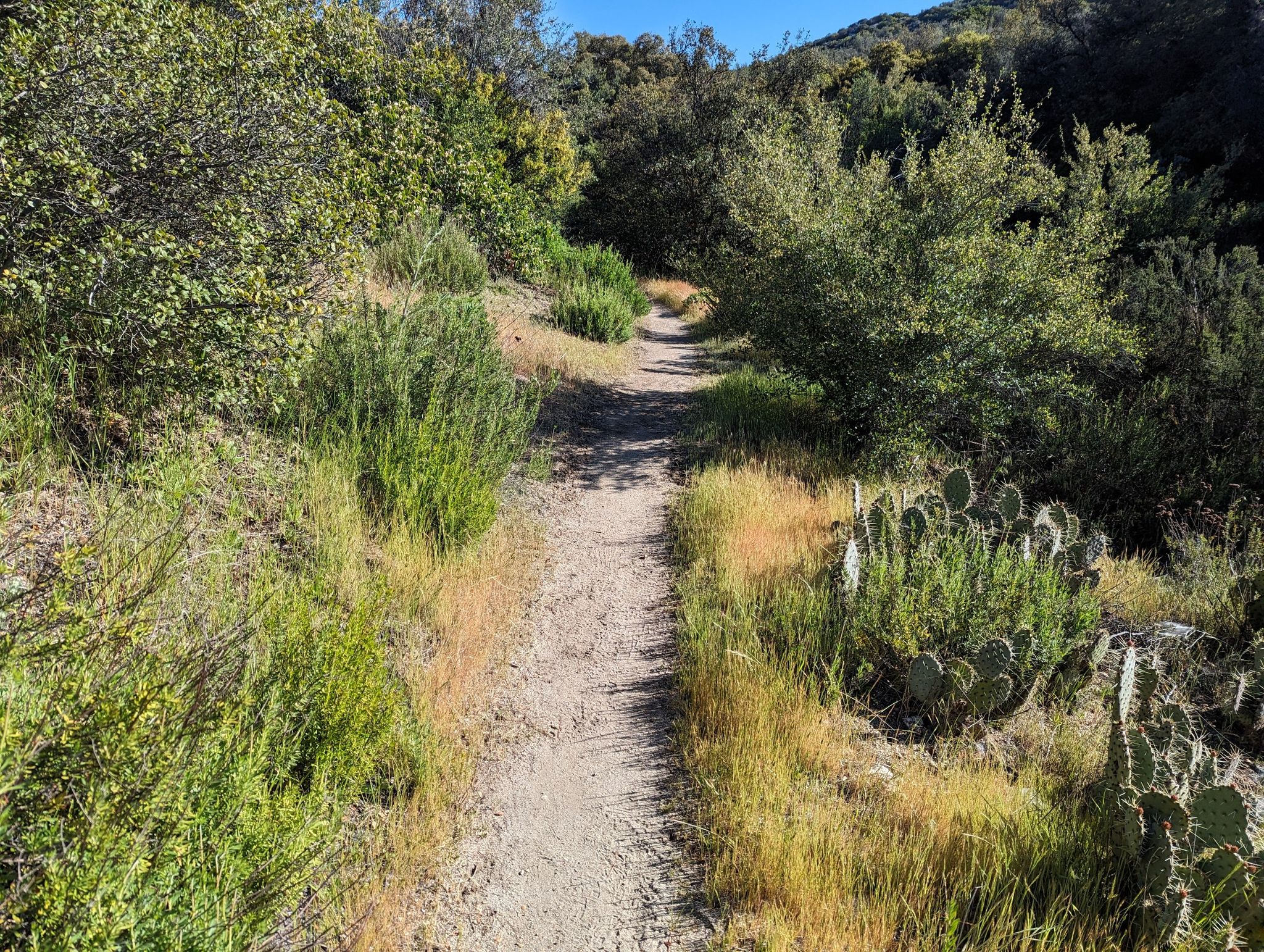A narrow dirt path through green and dry brush, with cacti on the right. - Lake Morena Malt Shop – Campsite at Hauser Creek loop from Lake Morena Village