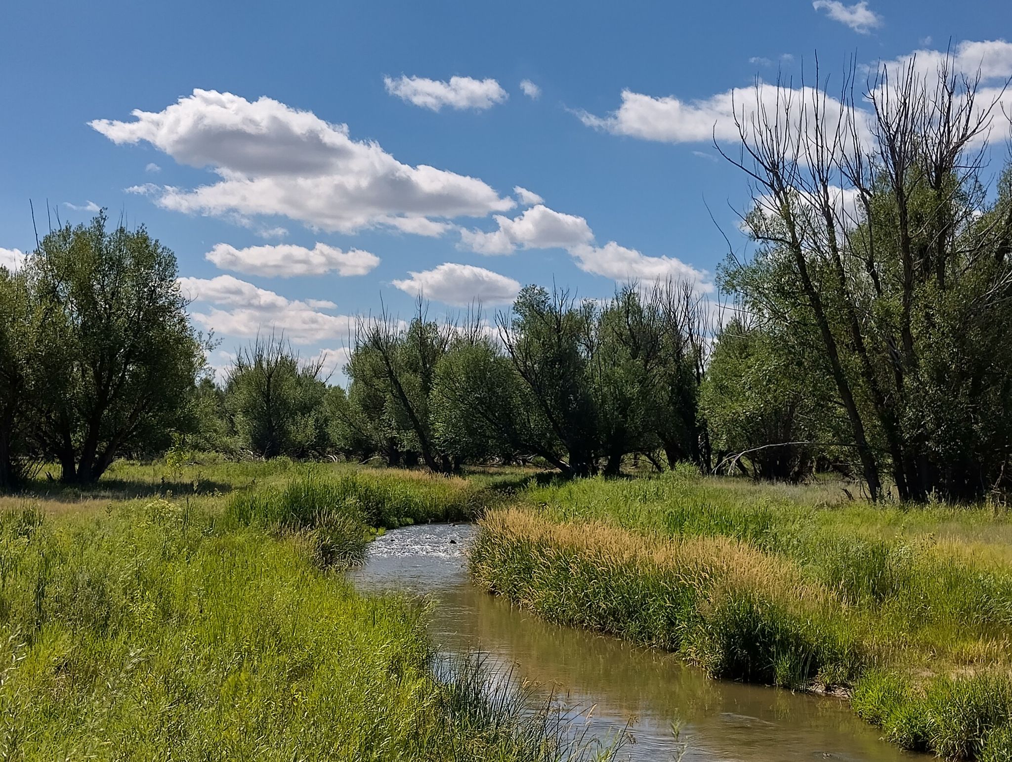 A winding stream flows through lush green banks under a bright, cloudy sky. - View from Chatfield Dam – Wetlands View loop from Littleton Downtown