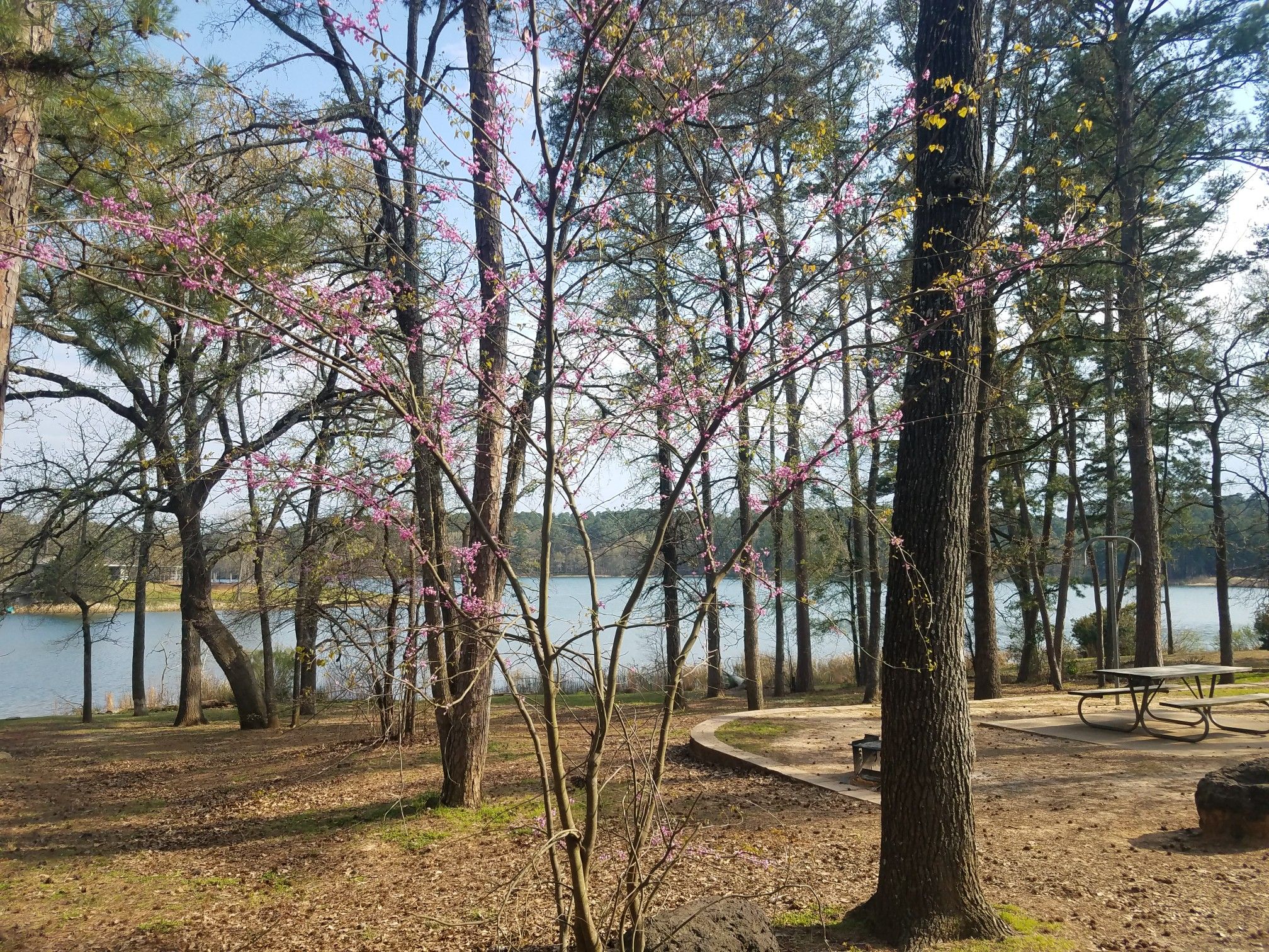 Pink flowering tree in a sunny forest clearing by a lake with picnic tables. - Lakeshore Trail