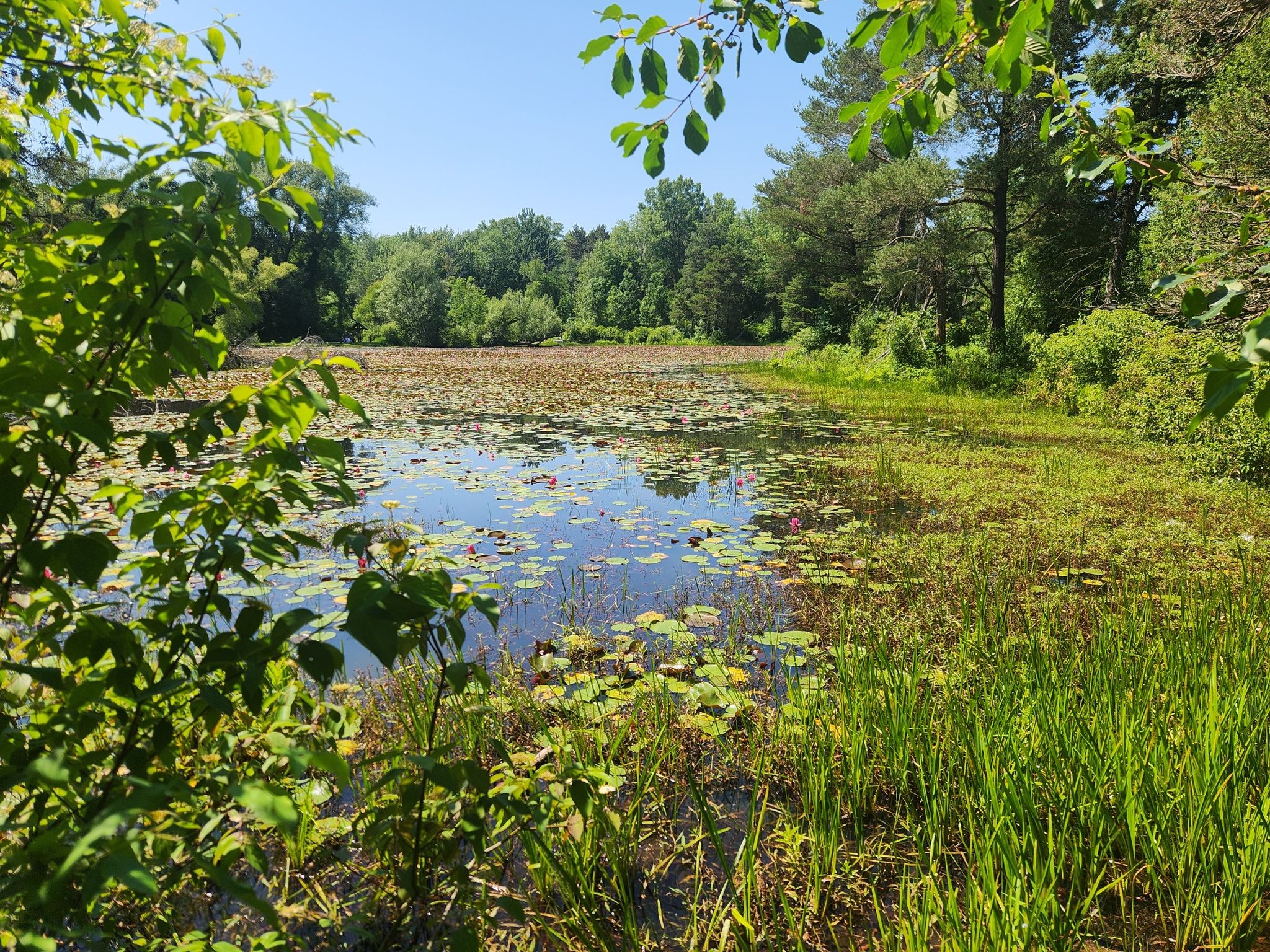 A sunlit pond covered in lily pads, surrounded by lush green trees. - History Trail