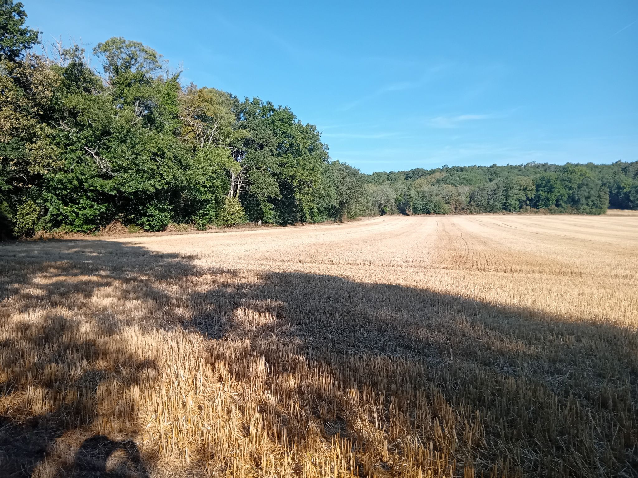 à la sortie du bois des Pauvres  Milly 