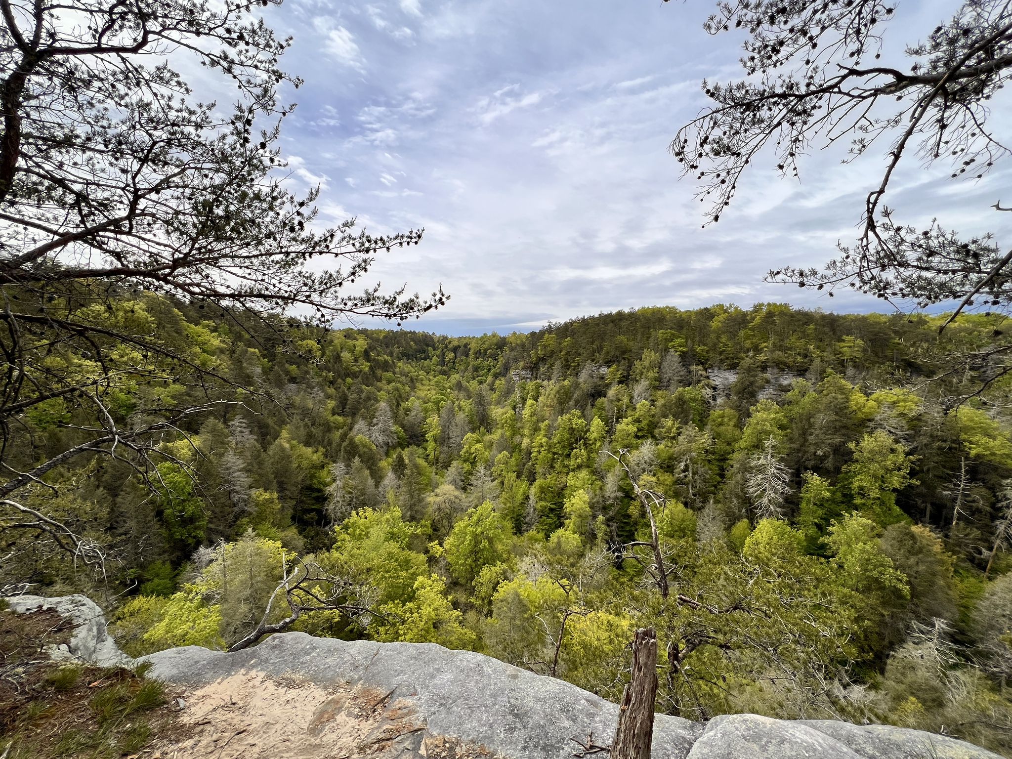 Overcast view of a lush green forest valley from a rocky cliff. - North Rim to South Rim via Collins Loop