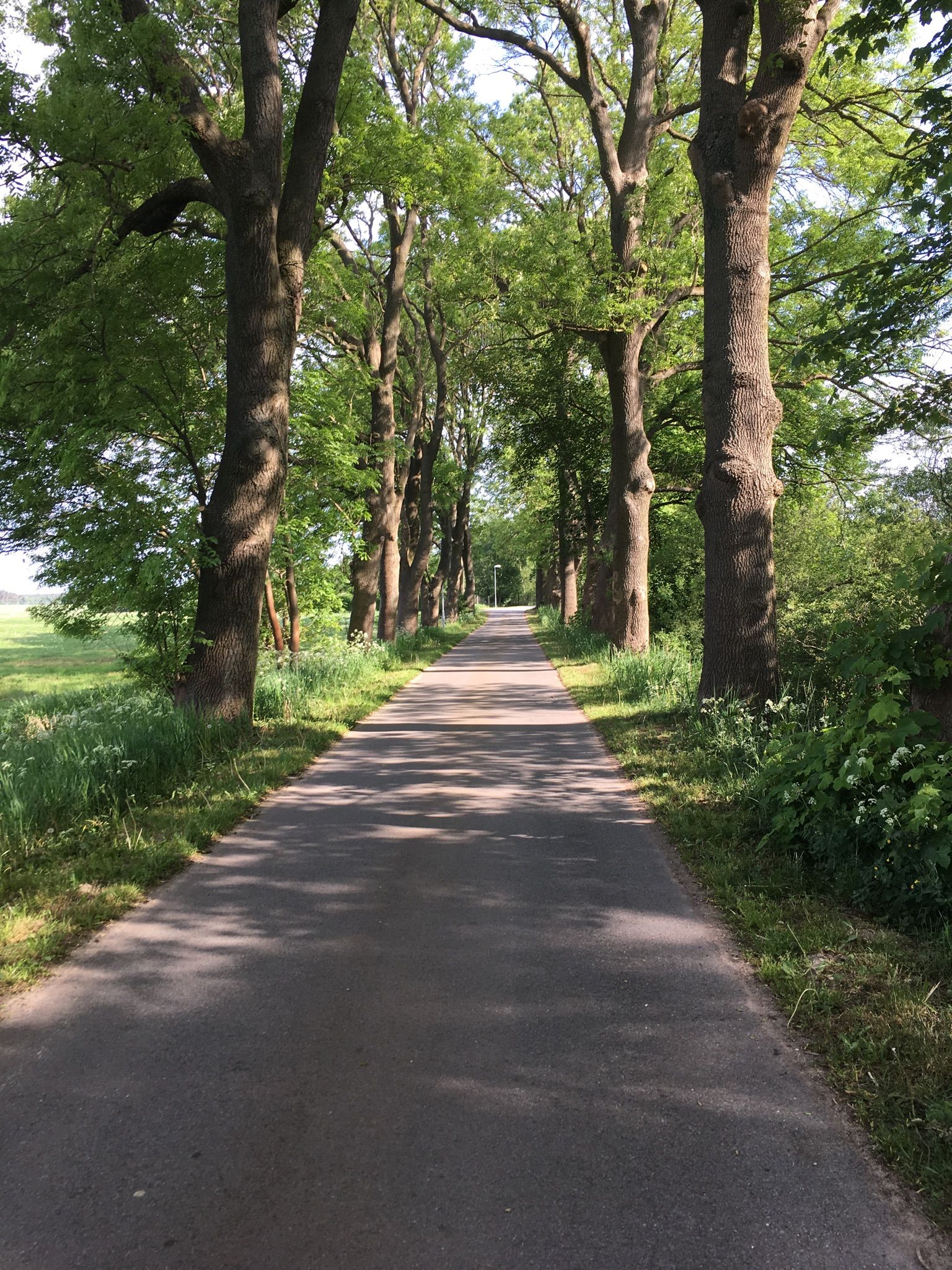 Straße zum Demminsee