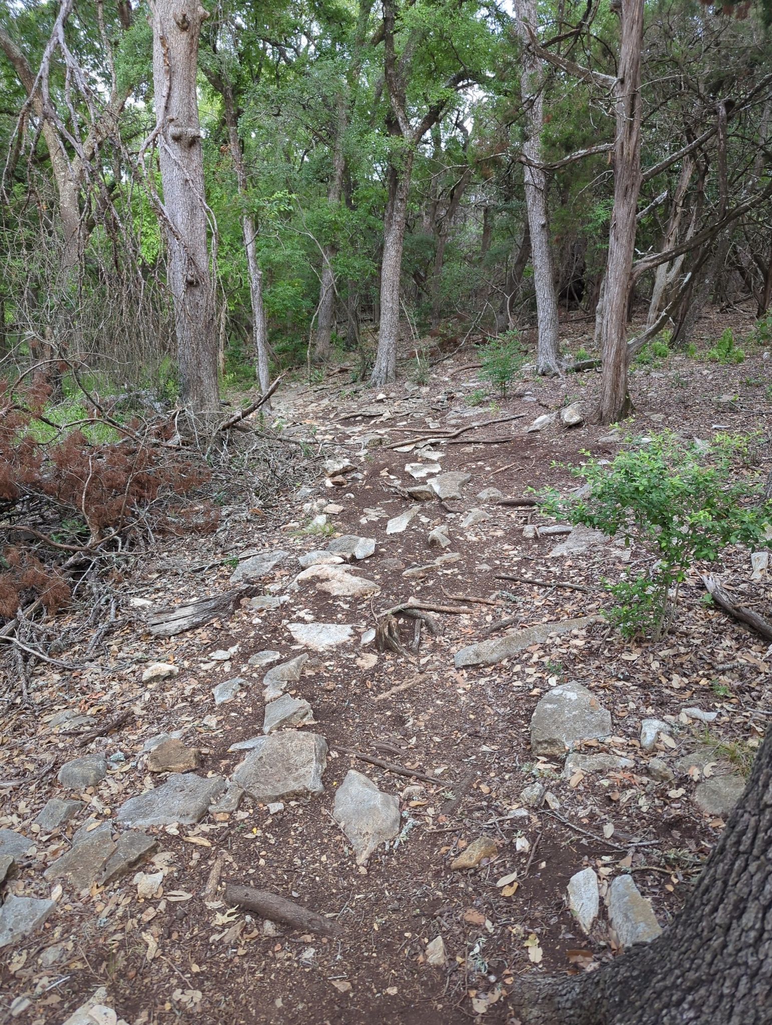 A rocky dirt path winds through a dense, green forest under soft light. - Dick Nichols District Park – Sunset Valley Nature Area loop from Ladybird Johnson Wildflower Center