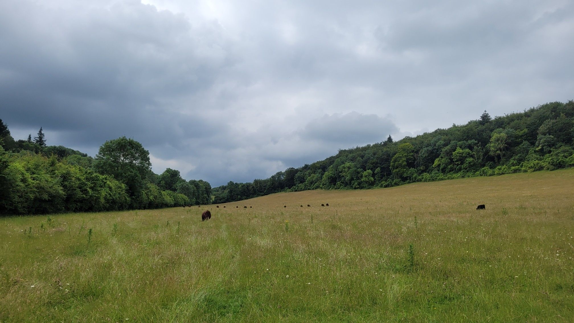 Crossing a field used by cows