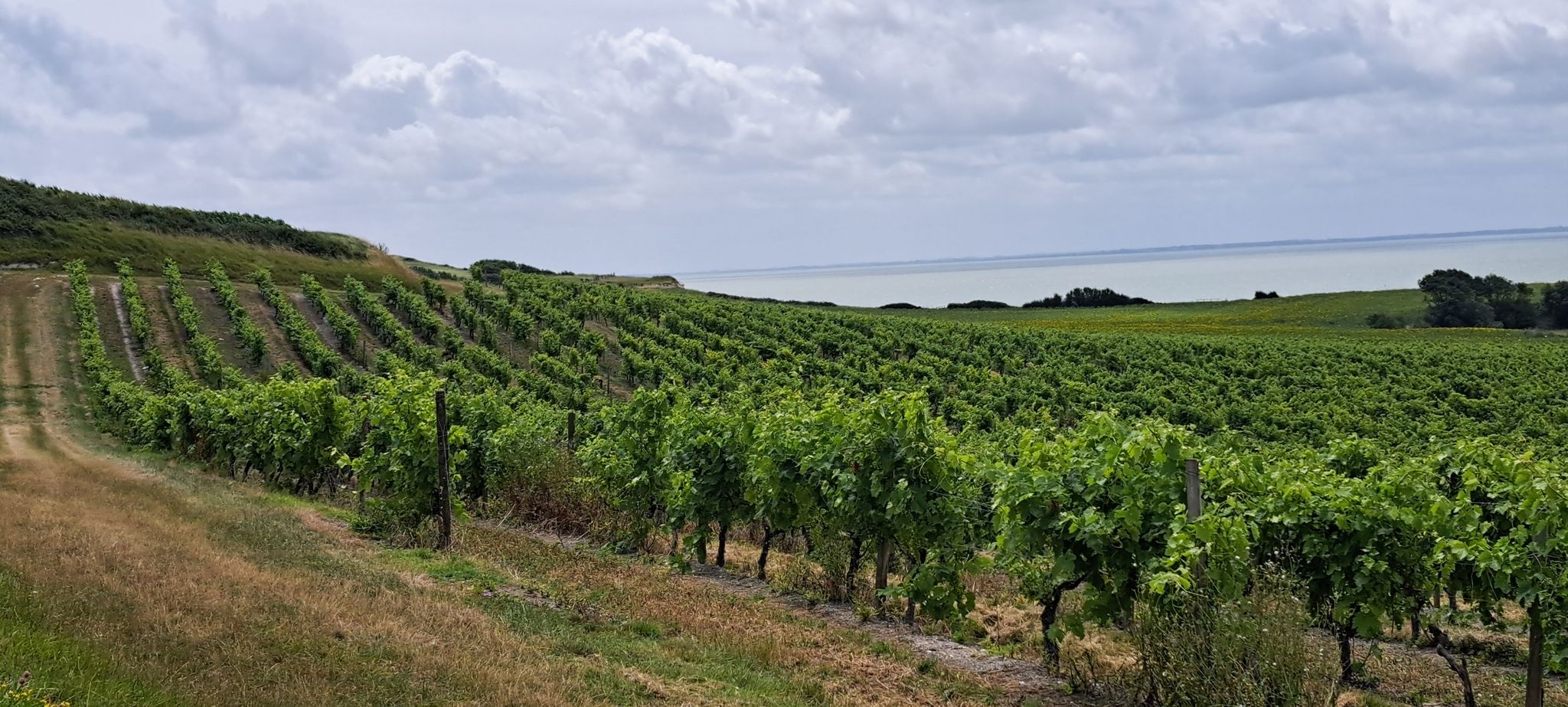 großes Feld mit Rebstöcken