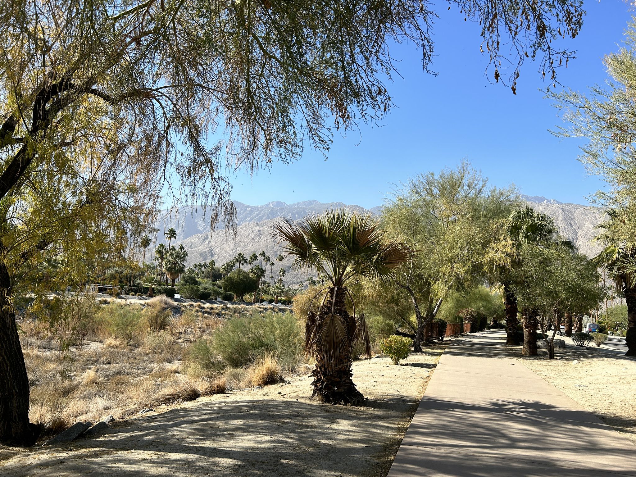 Paved pathway winding through sunny desert vegetation with distant mountains. - Tahquitz Creek Footbridge and Trail