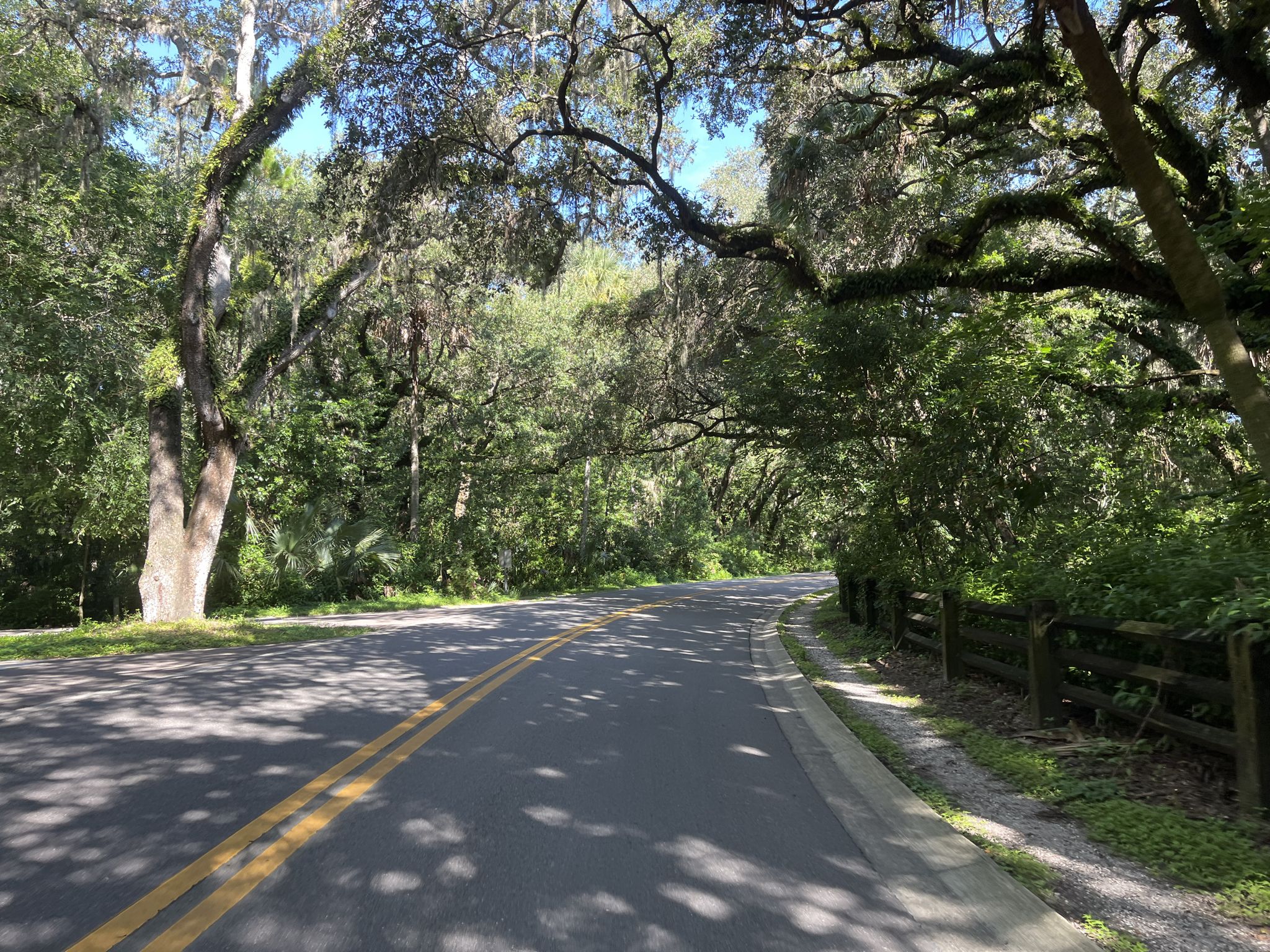 Sunny road curving through a dense forest with a wooden fence. - Philippe Park Trail