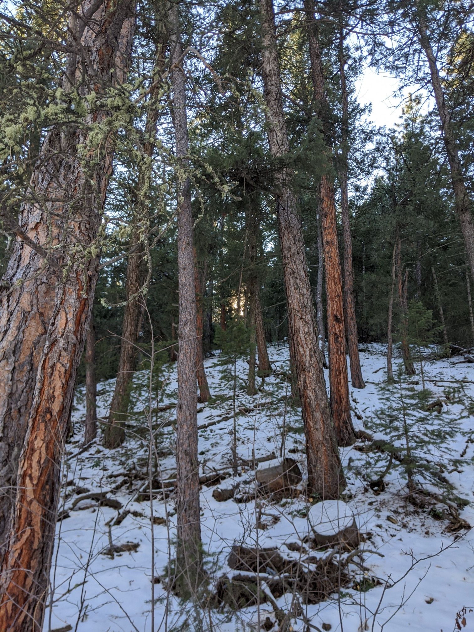 Tall pine trees stand in a snowy forest with sunlight filtering through. - Anne U. White Trail