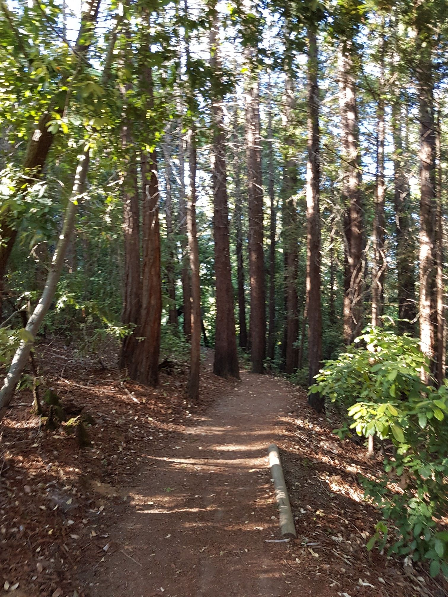 Sunlit dirt path winding through a dense forest of tall trees. - Crystal Springs, Summit, Chinquapin and Dean Loop