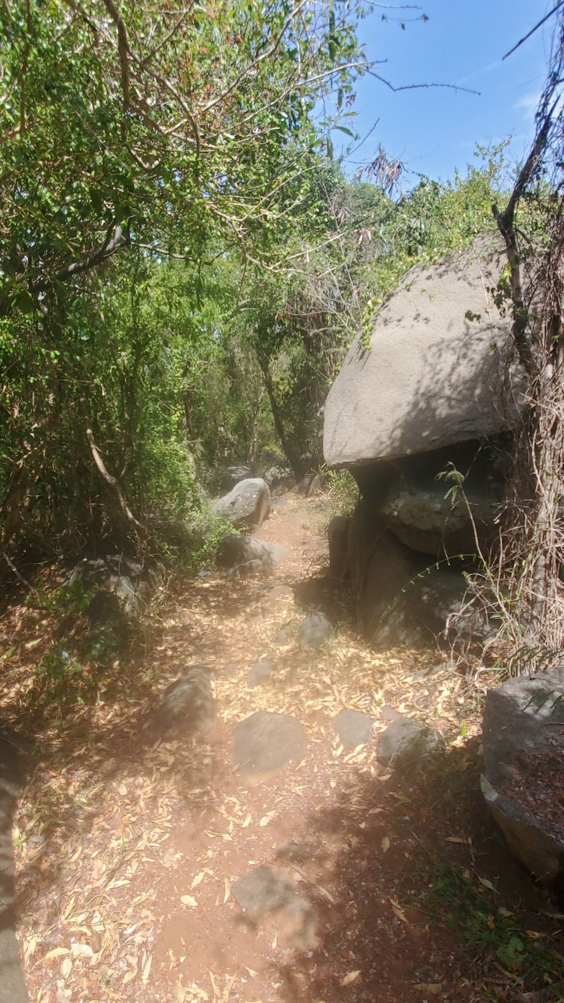 Purple trail4
