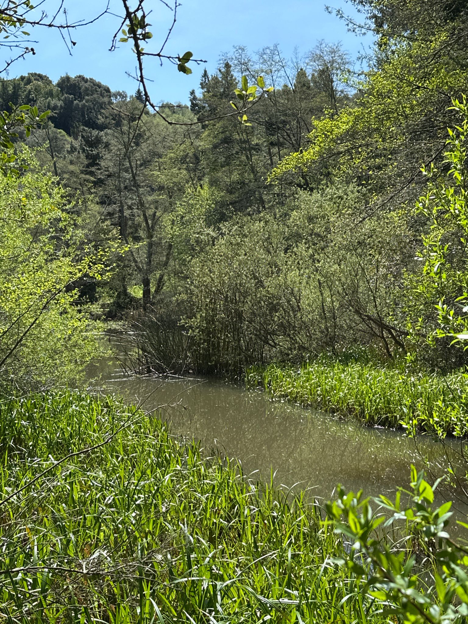 A narrow stream flows through dense green foliage on a sunny day. - Tilden Little Farm – Jewel Lake loop from Kensington