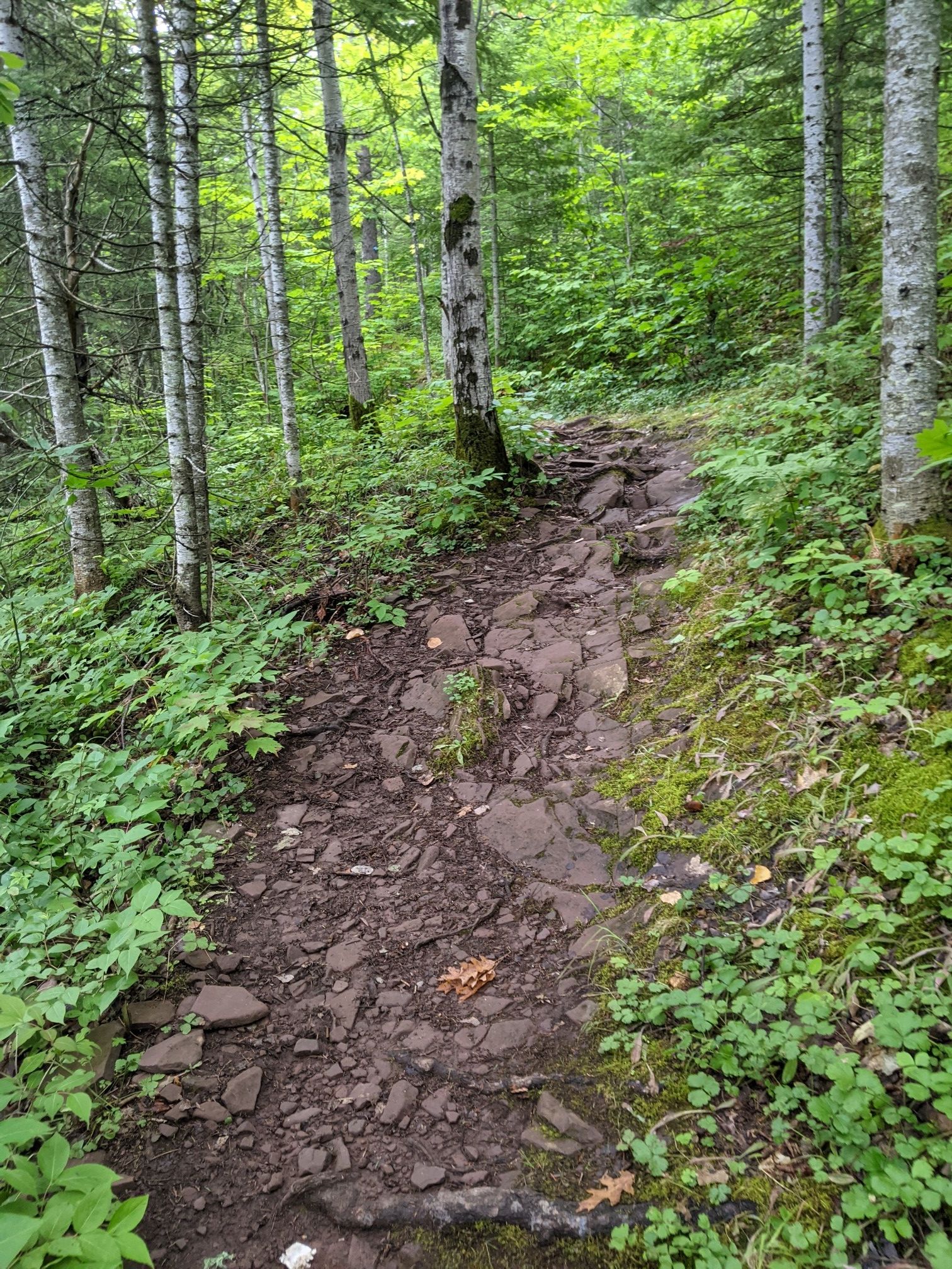 A rocky, muddy trail winds uphill through a dense green forest. - Lake Superior Trail