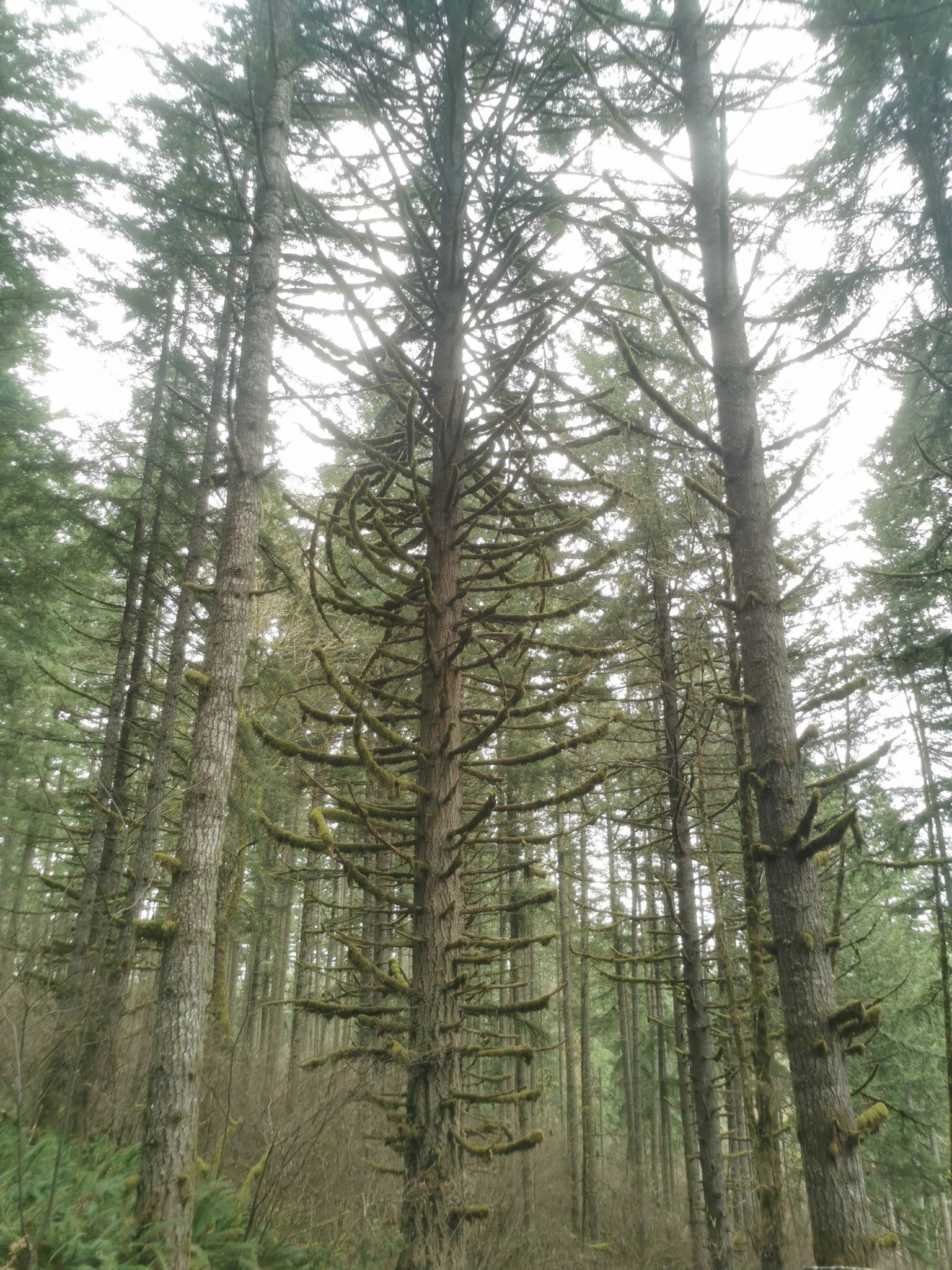 Tall, mossy evergreen trees reaching towards an overcast sky in a dense forest. - Rim Trail to Huckleberry Trail Loop