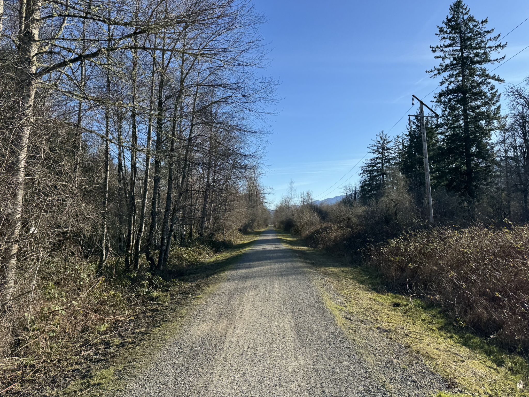 Gravel path through a forest with bare trees under a bright blue sky. - Snoqualmie Valley Trail and Meadowbrook Farm Loop