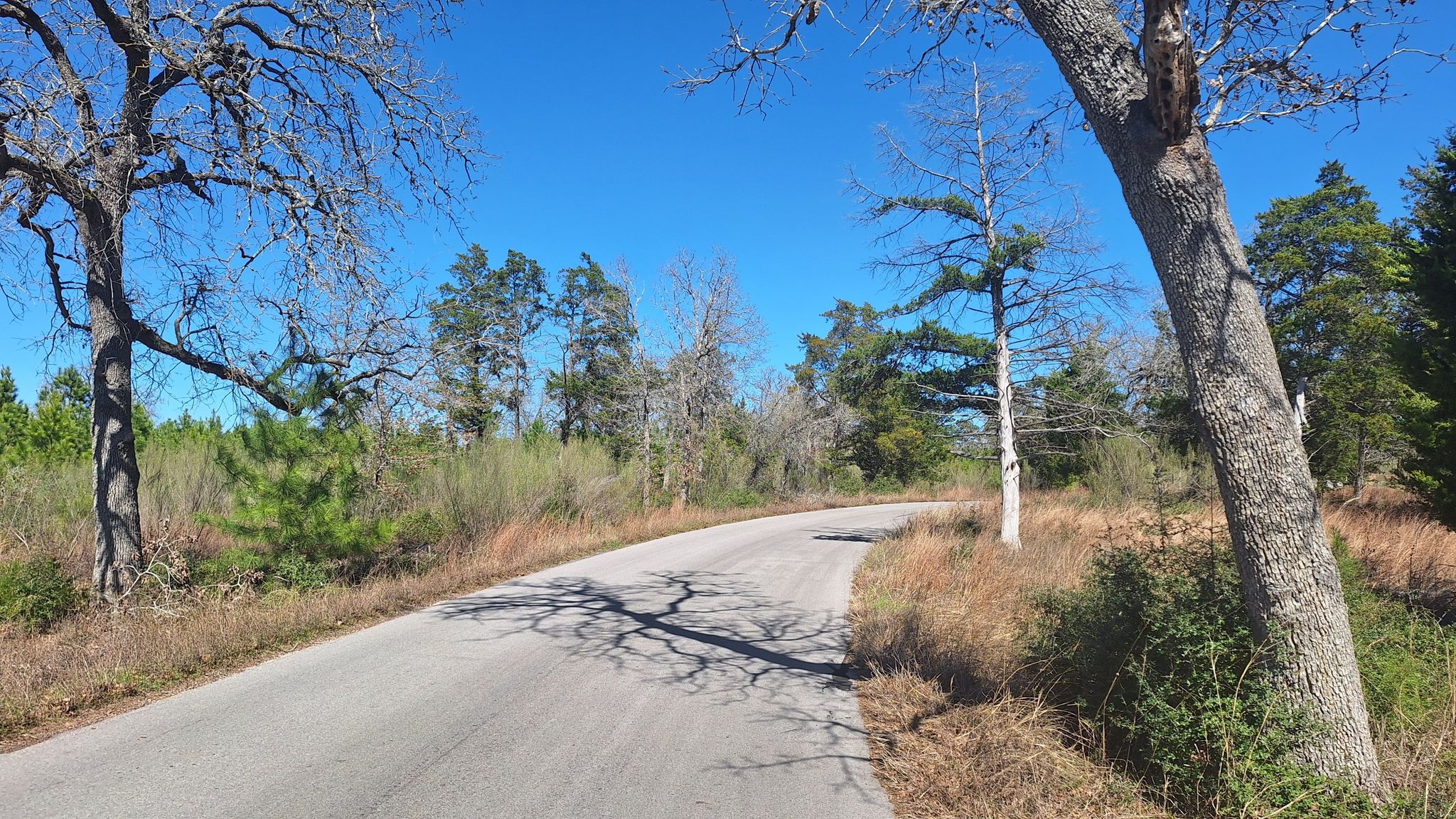 Curved road with large bare trees casting shadows, surrounded by forest. - Bastrop and Buescher State Parks Loop