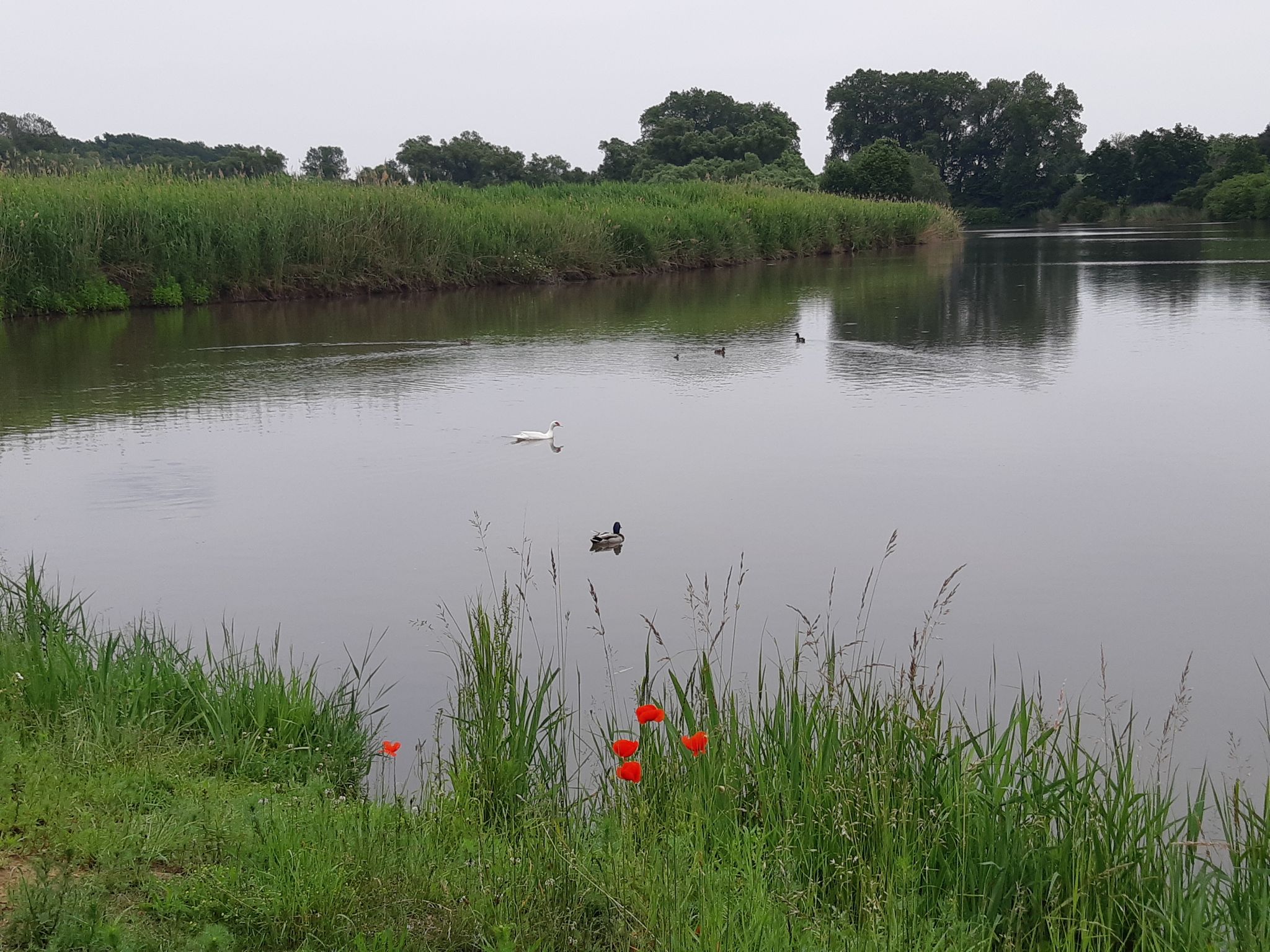 Hádek...noch ein idyllischer kleiner Teich 😍