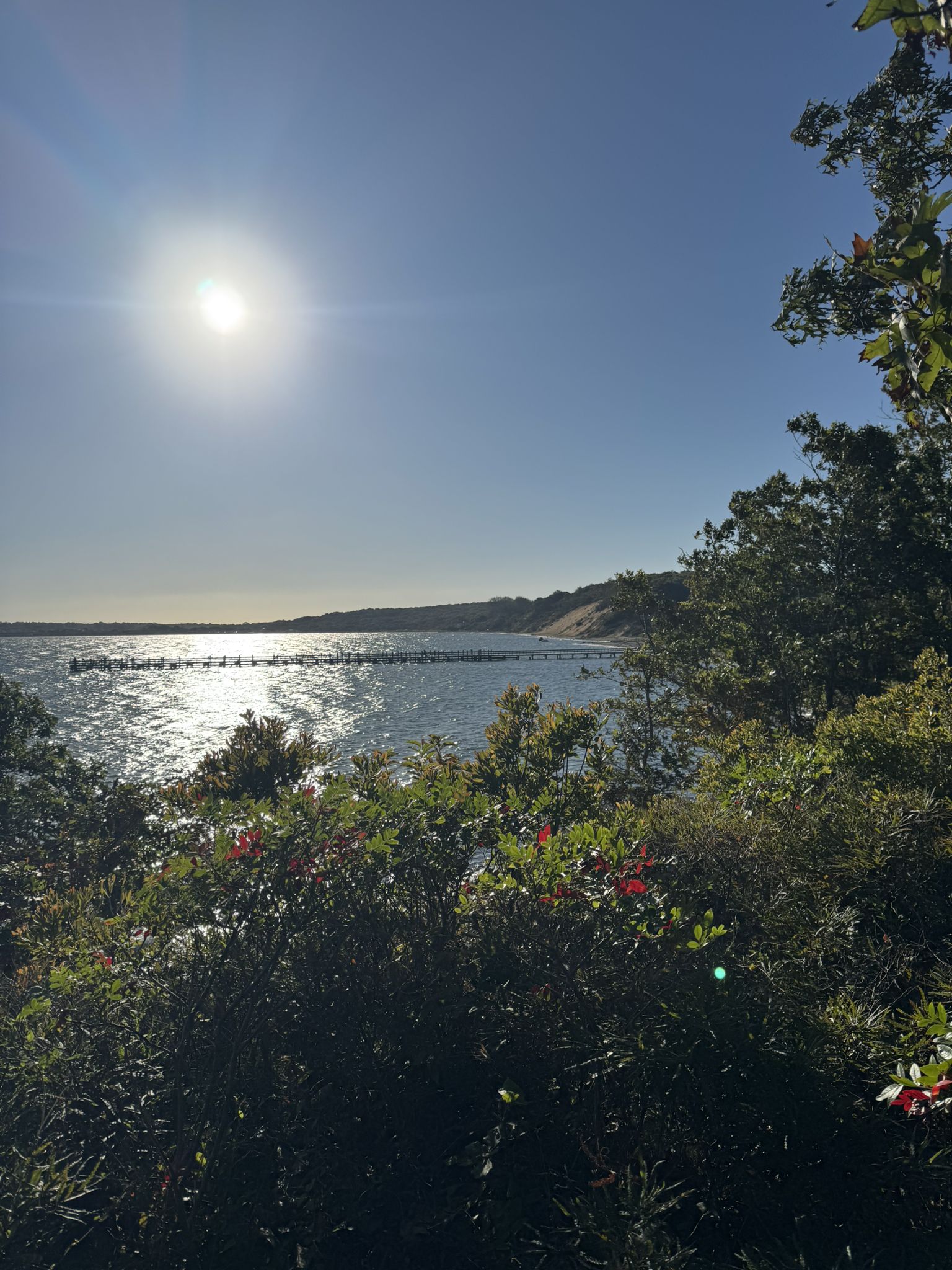 Bright sun over sparkling water with green foliage in the foreground. - Paumanok Path Loop in Hither Hills