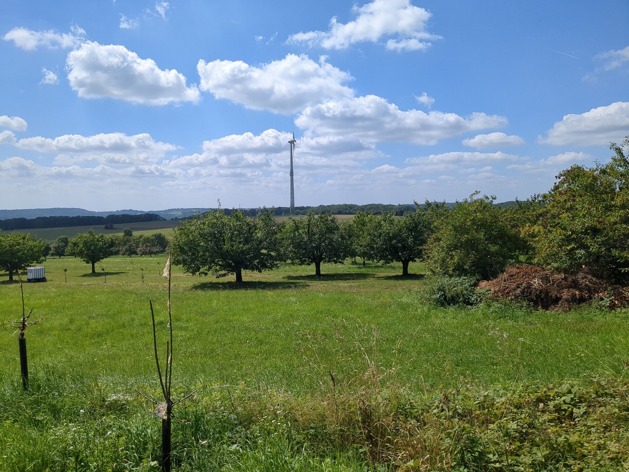 Obstbäume bei Kasberg