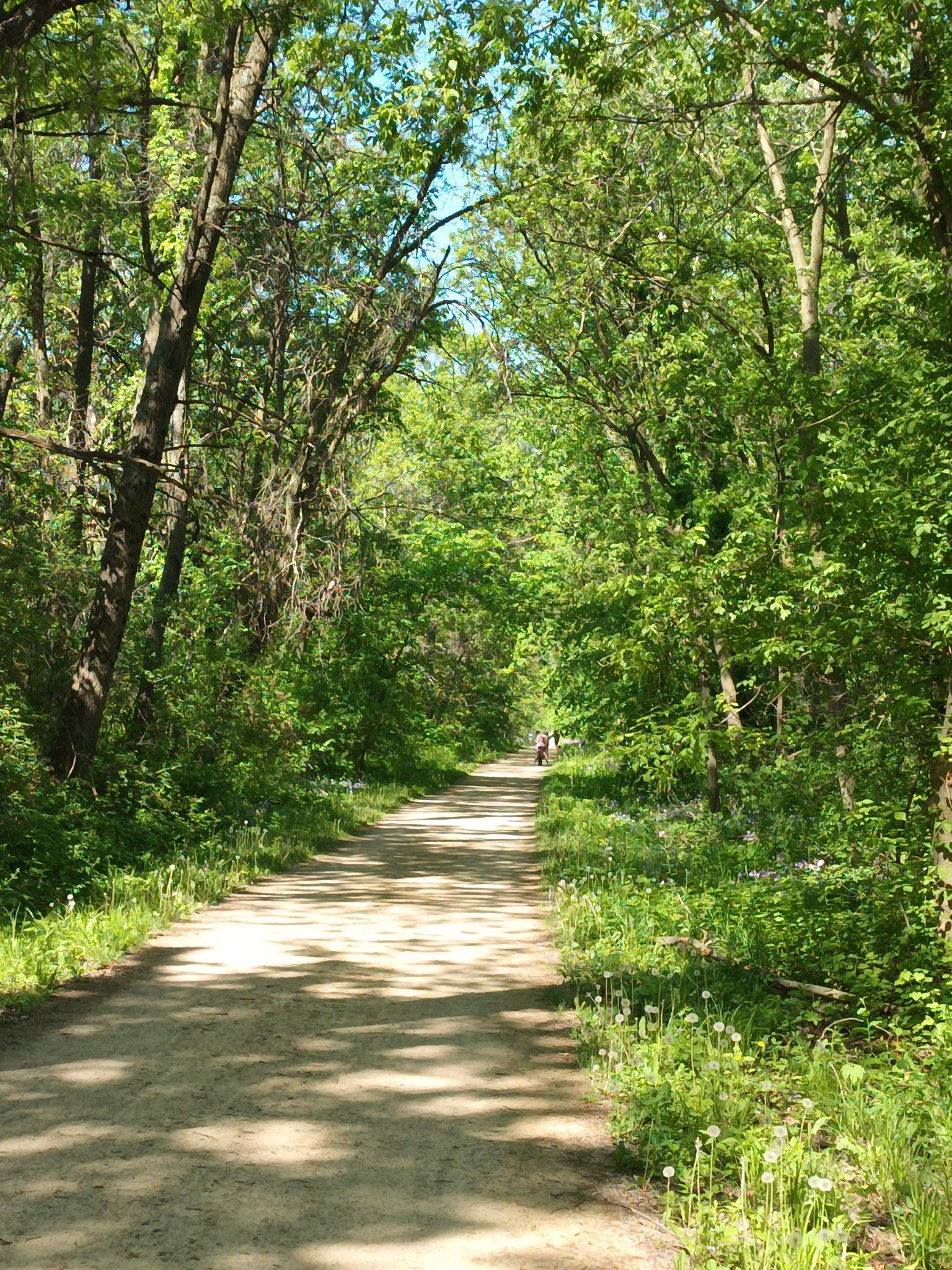 Shaded dirt path winding through a lush green forest with dappled sunlight. - Military Ridge State Trail loop from Verona