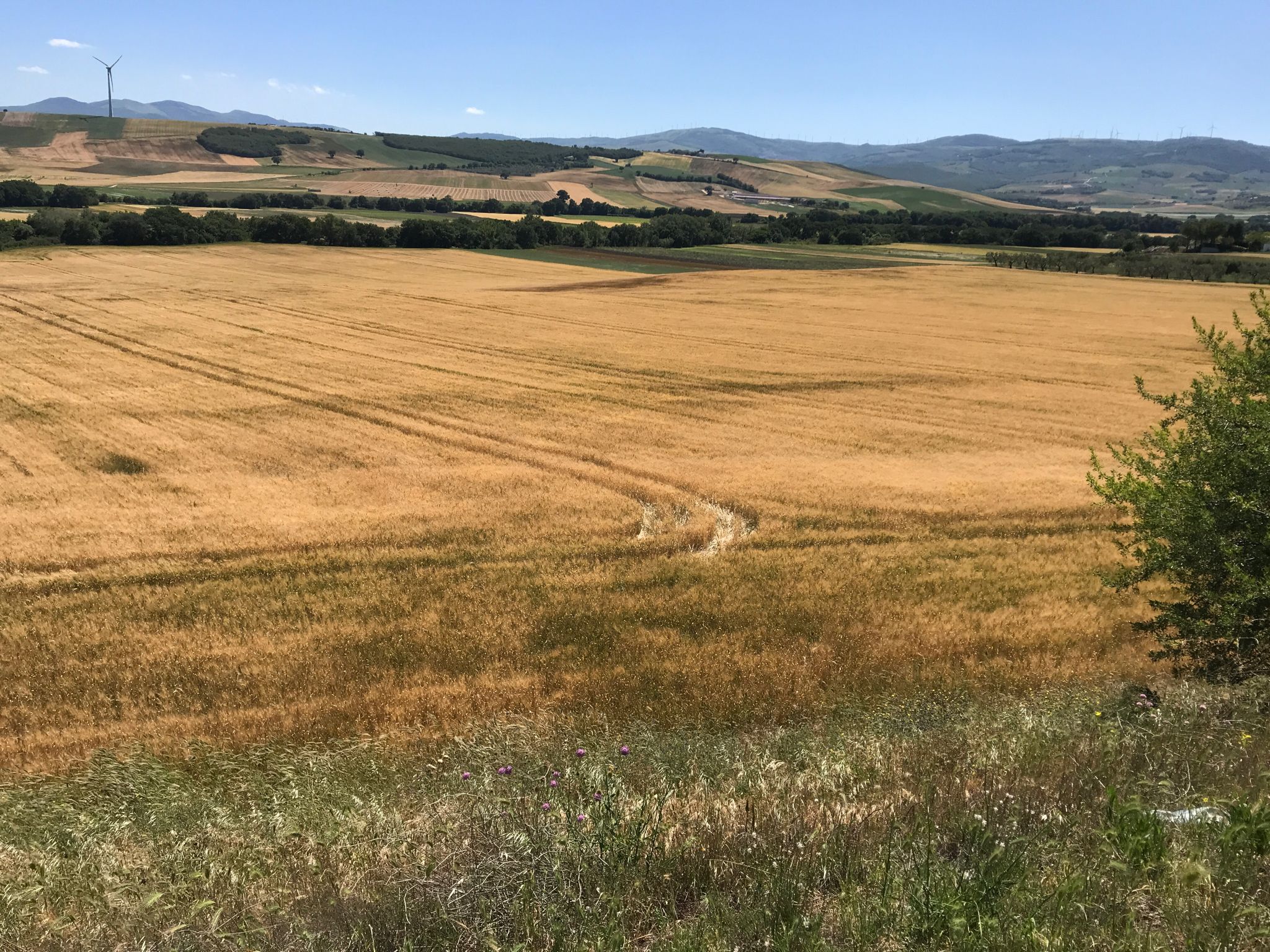 Tratturo Lucera - Campobasso