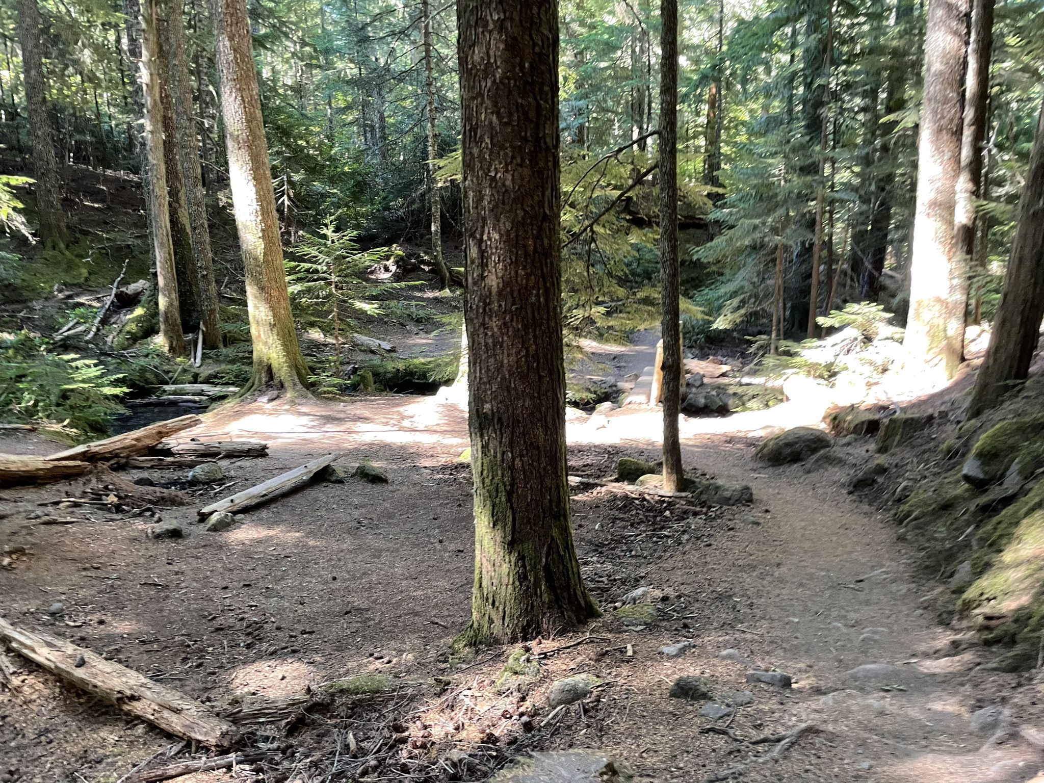 Forest floor with dappled sunlight, showing a path and tall trees. - Ramona Falls Trail – Muddy Fork loop from Ramona Falls