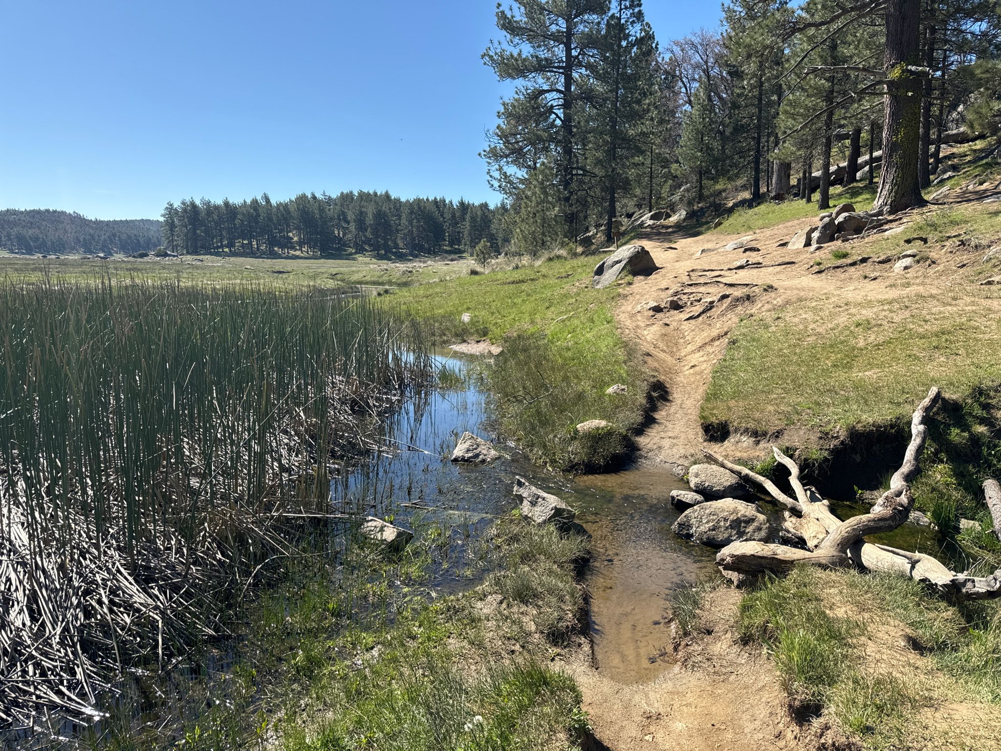 A narrow dirt path alongside a stream with tall reeds and pine trees. - Noble Canyon and Big Laguna Trail Loop