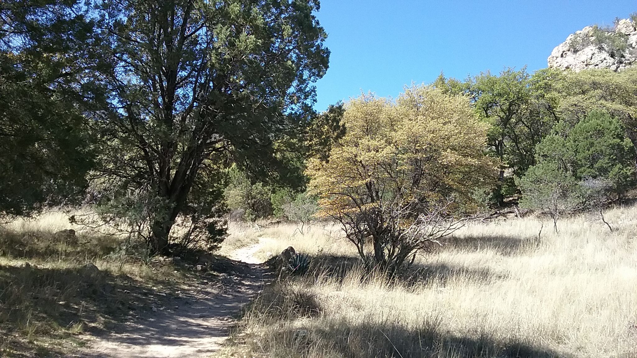 A sunlit dirt path winds through dry grass and green trees. - Brown Canyon Trail