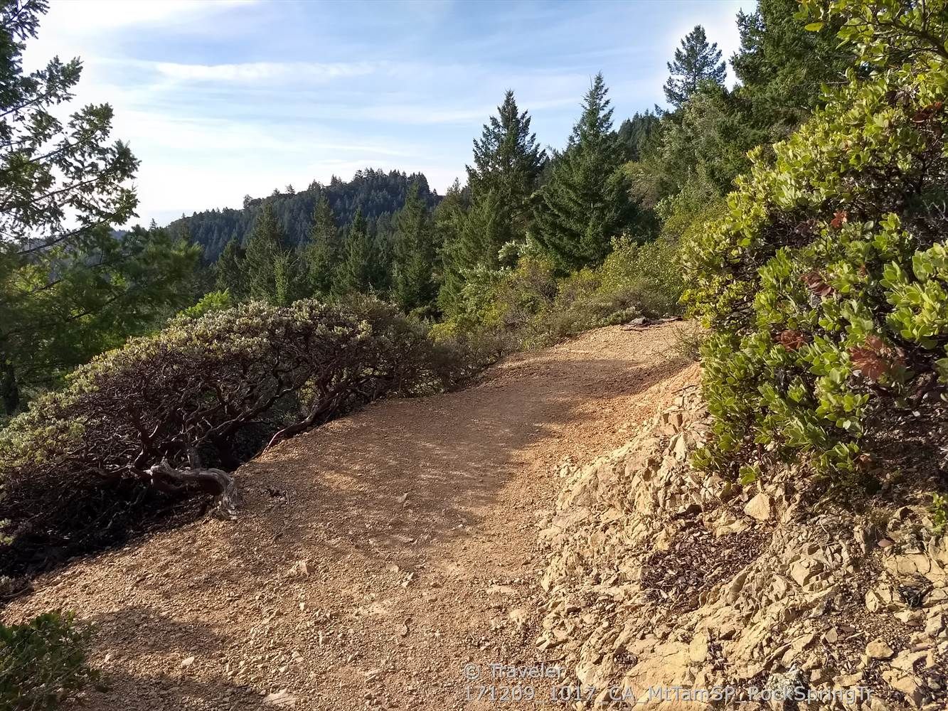 Sunny dirt trail winding through dense green forest and shrubs. - Mountain Theater – Pantoll to East Peak Trail loop from Mount Tamalpais State Park