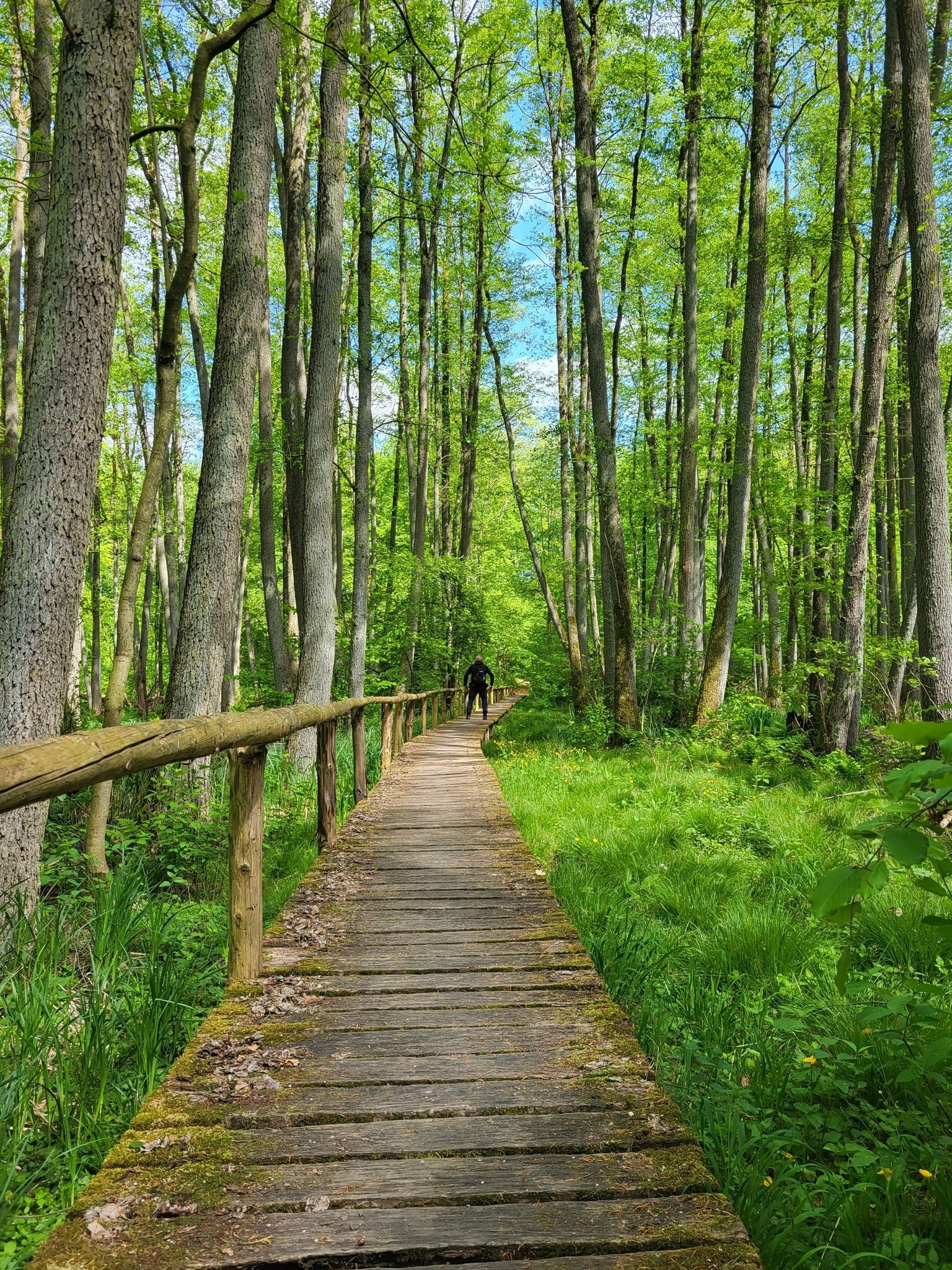 Bohlensteg über's Moor