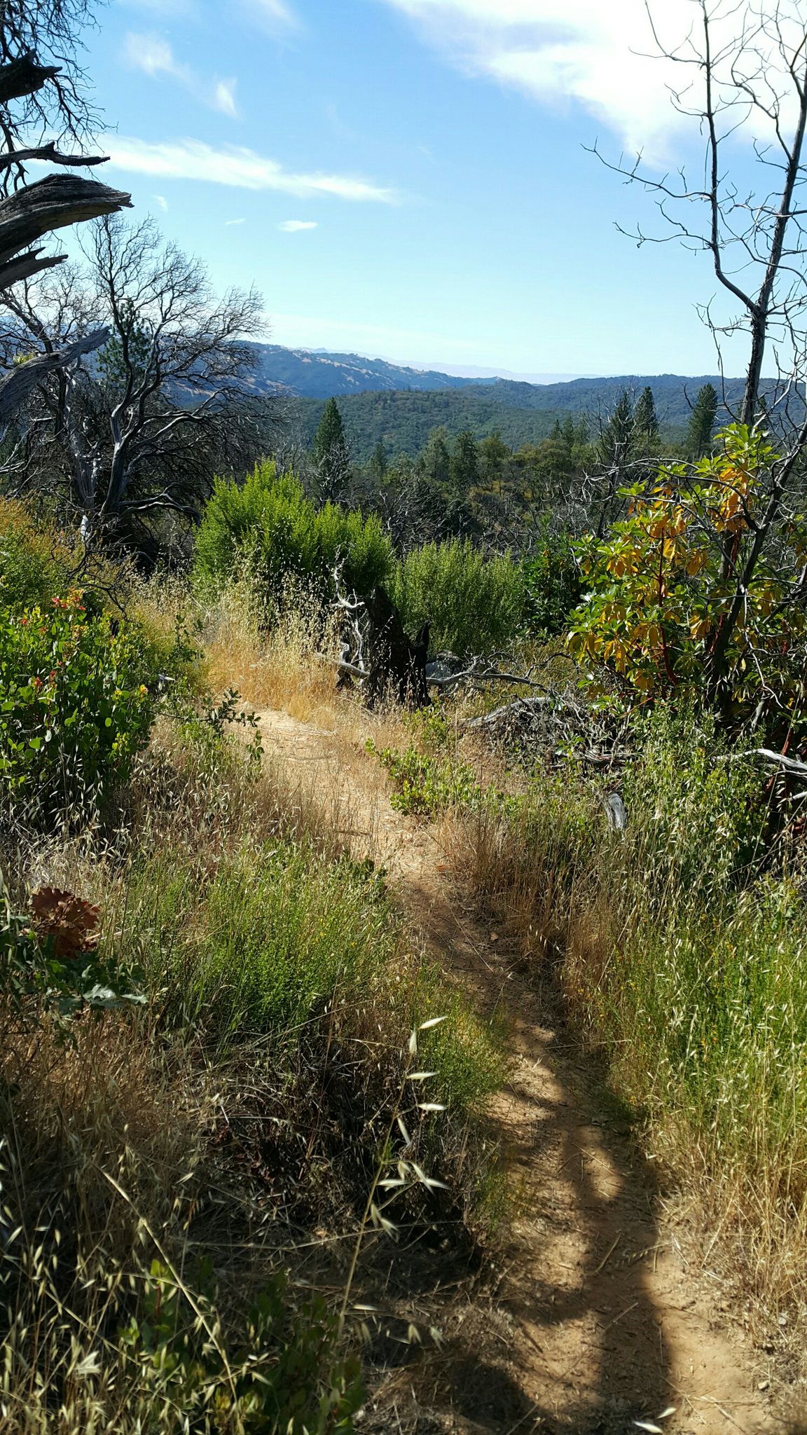 A sunny dirt trail winds through green and dry brush with distant hills. - Middle Ridge Loop
