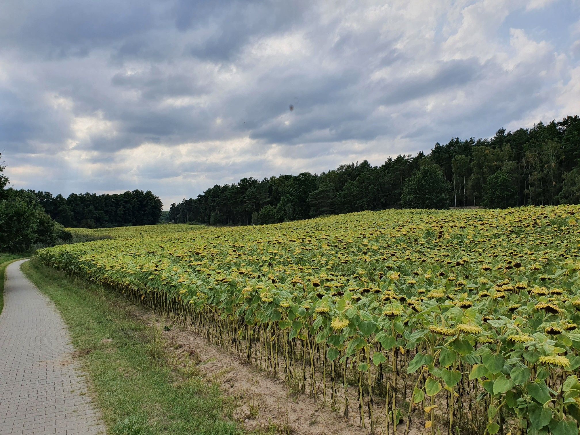 Sonnenblumenmeer...