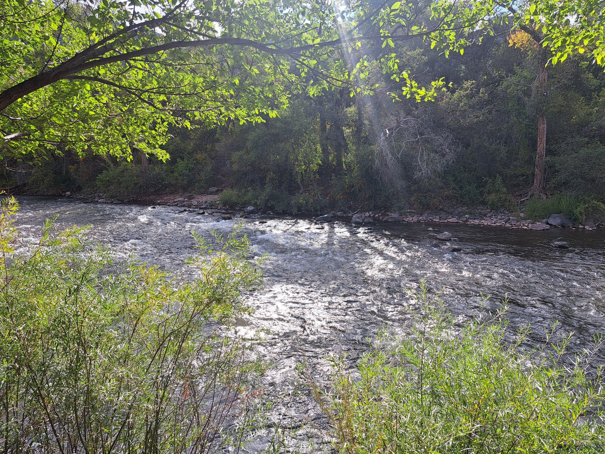 Sunlight streams through green leaves onto a sparkling, flowing river. - Sunflower Sculptures – View of Roaring Fork River loop from Glenwood Springs