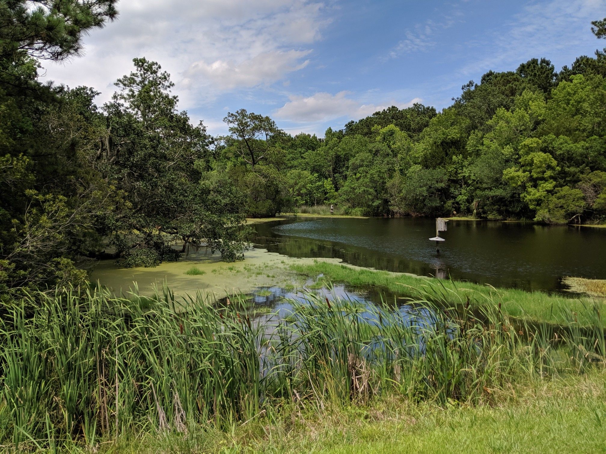 Calm water with green growth, surrounded by lush trees under a bright sky. - Orange and Green Trails loop— Laurel Hill County Park