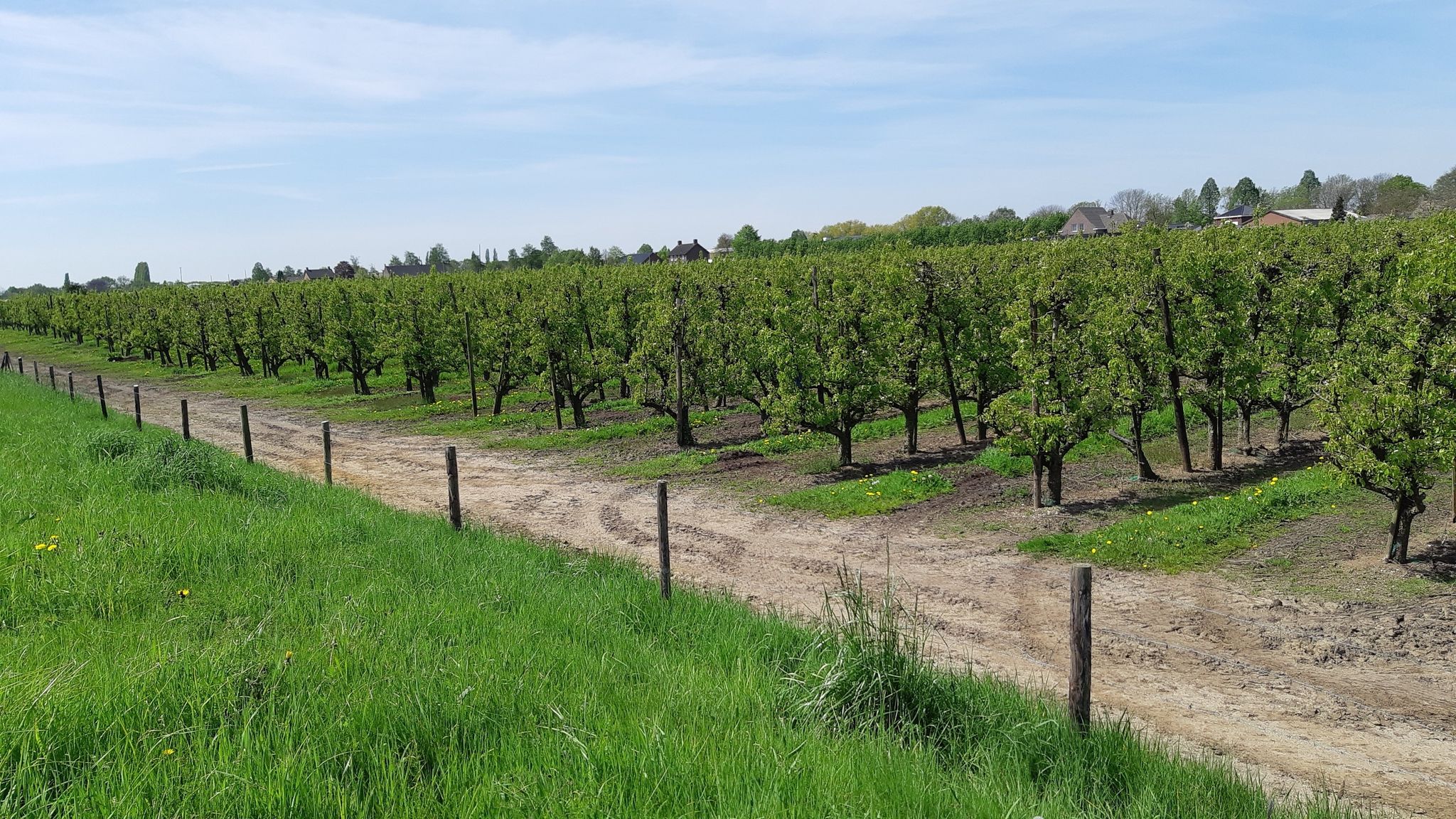 fruitteelt bij Baarlo