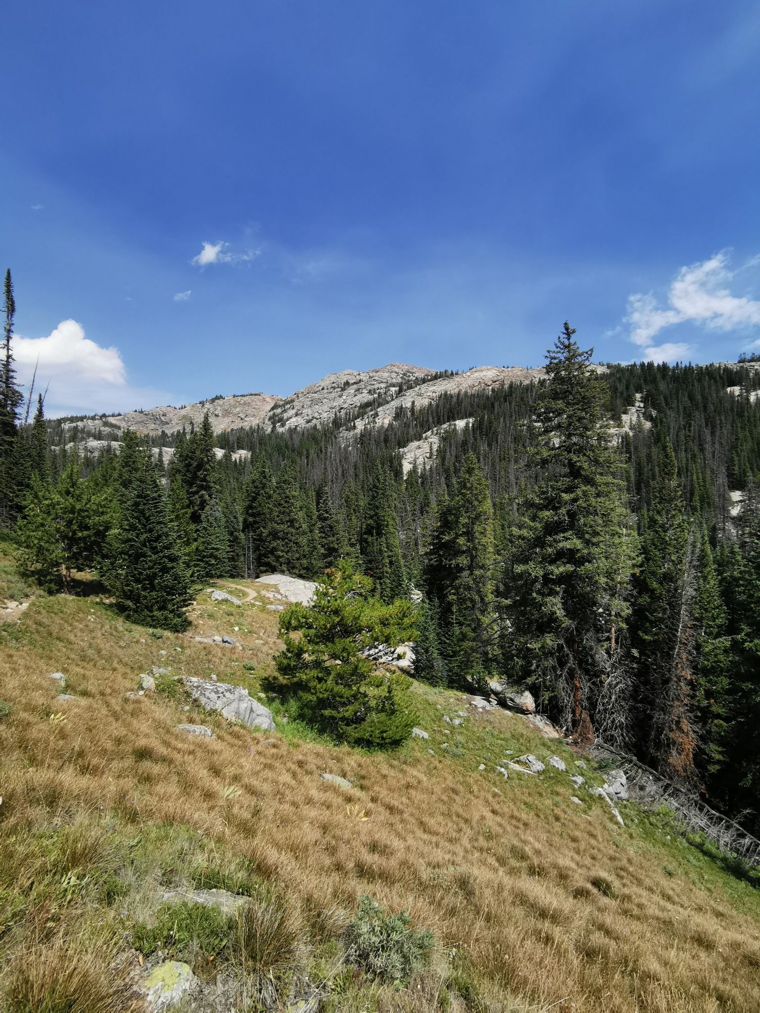 Mountainous landscape with pine trees, grassy slope, and a clear blue sky. - Mistymoon Trail