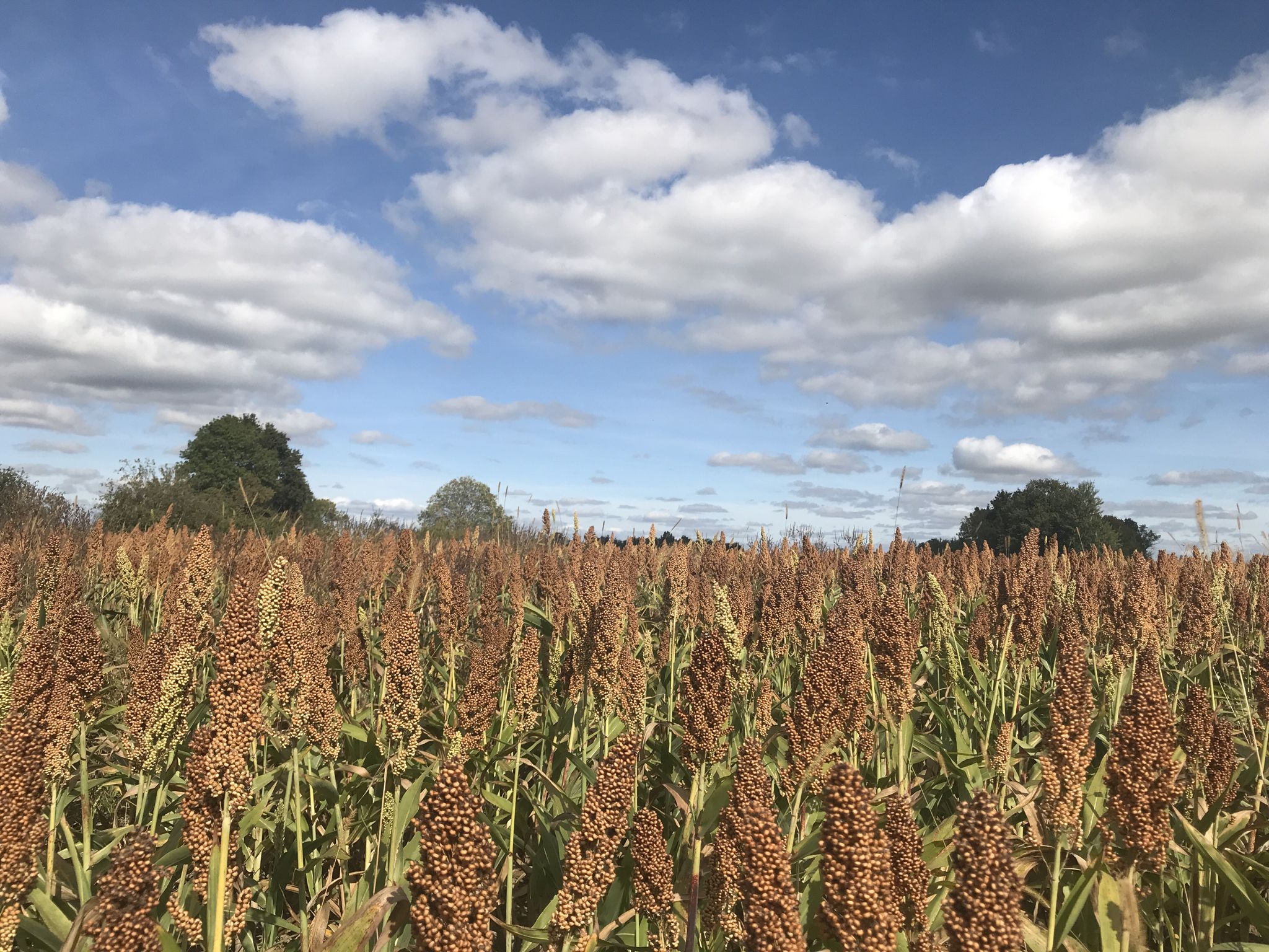 Roter Quinoa
