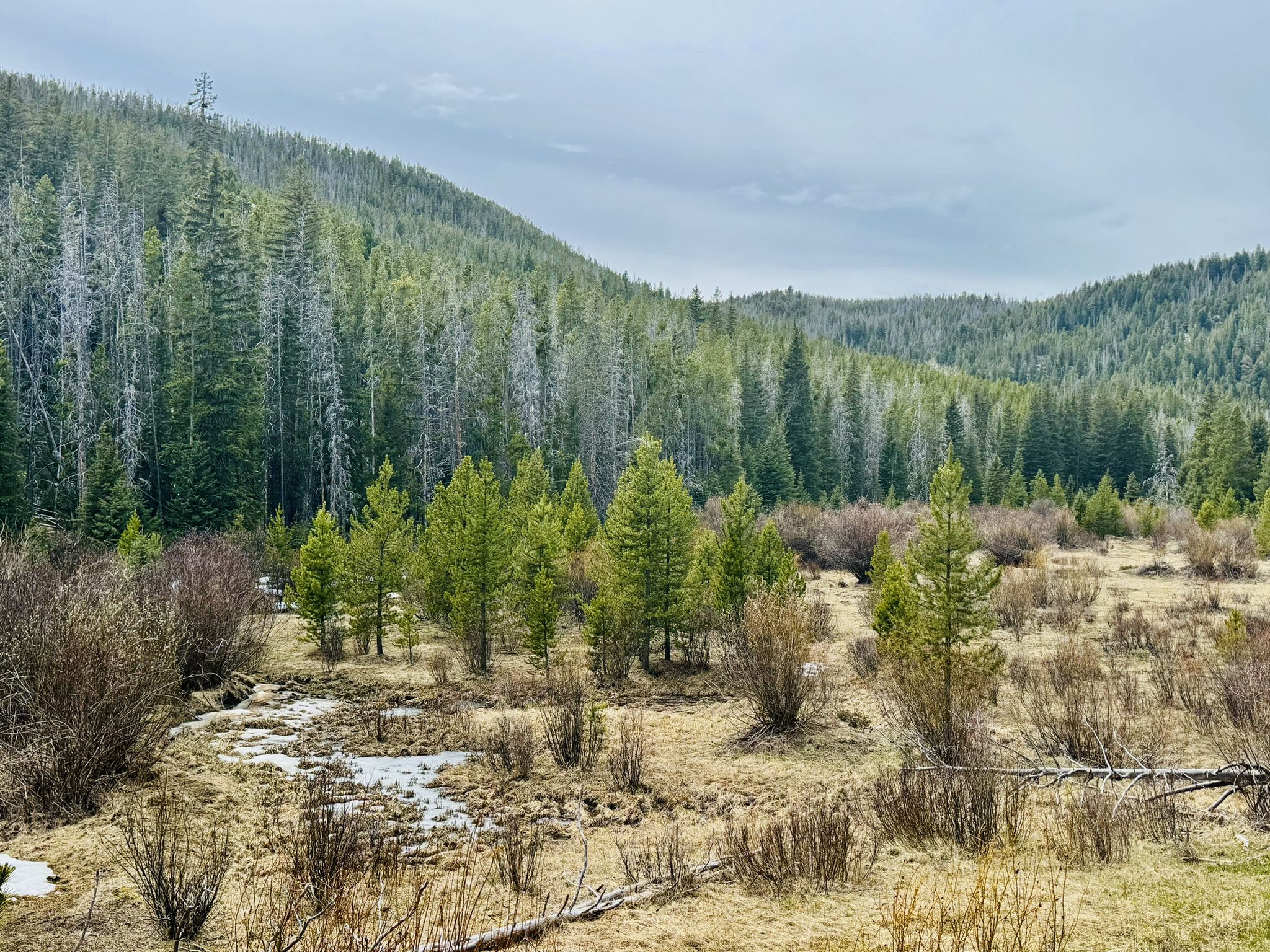 Forested hills and a marshy clearing with small trees under a cloudy sky. - Flume Gulch, American Gulch, and Browns Gulch Loop