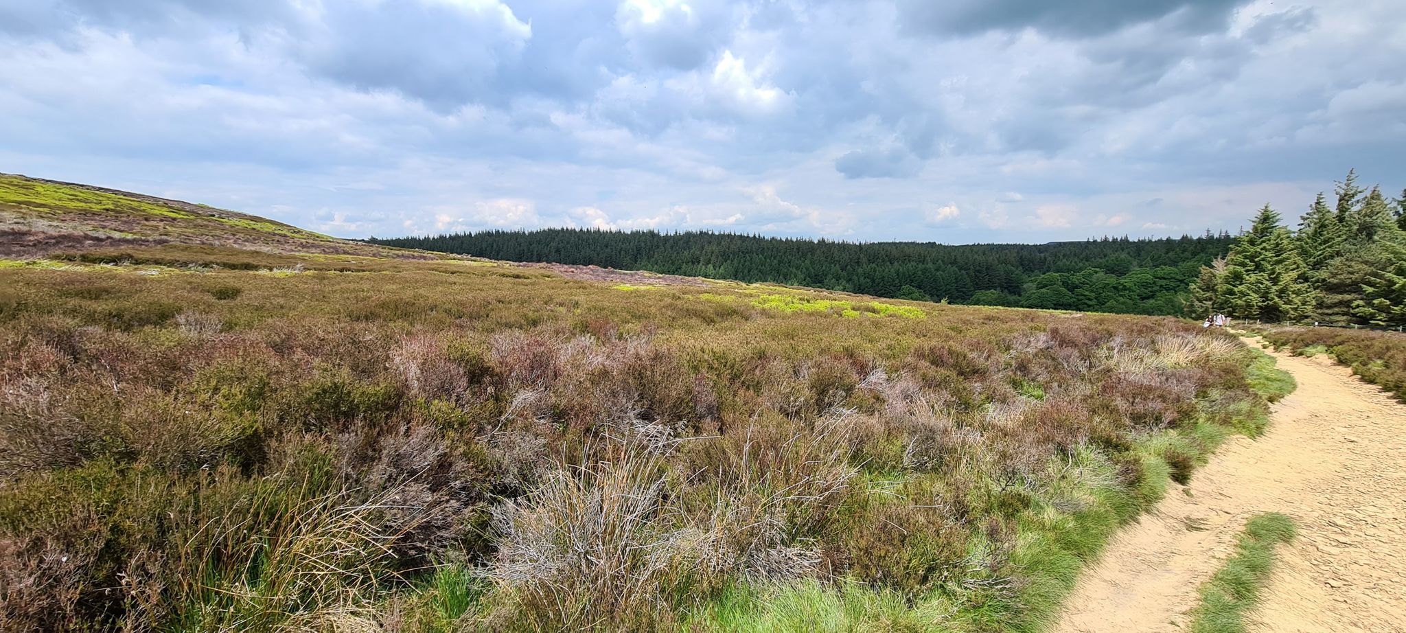 Good bilberry picking in the summer!