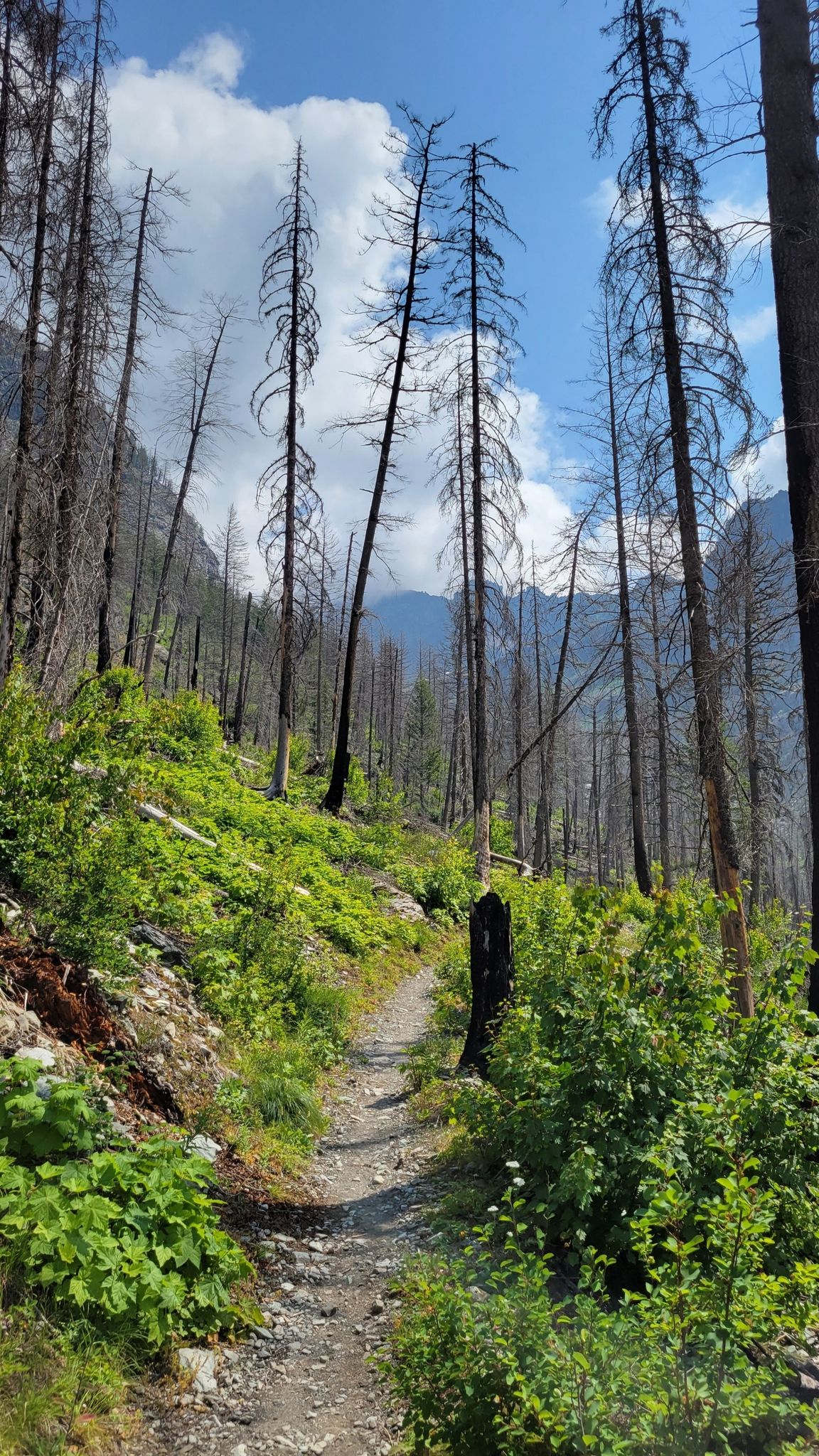 A dirt path winds through a forest of tall, bare trees on a sunny day. - Sperry Chalet