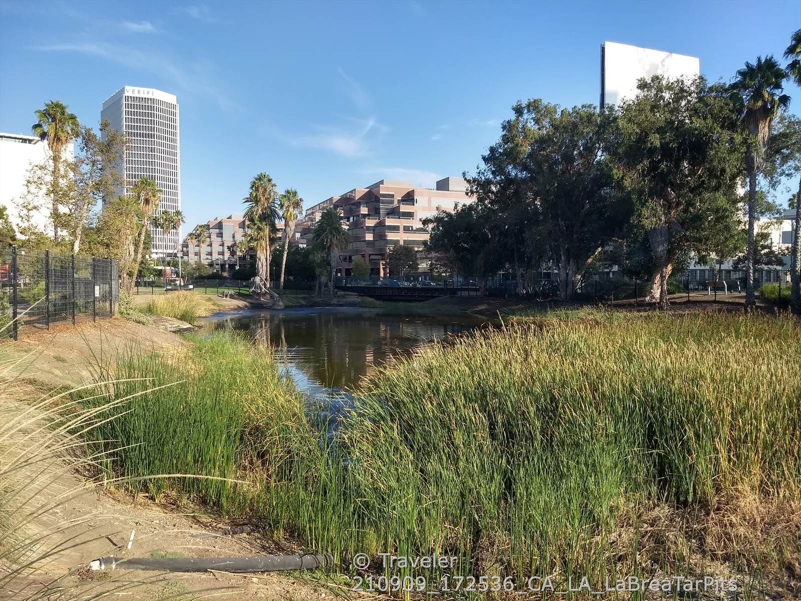 Sunny urban park with a pond, tall grass, palm trees, and modern buildings. - Hancock Park and La Brea Tar Pits Loop