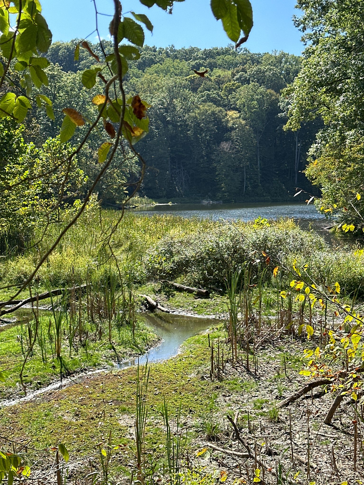 A small stream flows through green reeds towards a sunny lake. - Ogle Lake and Taylor Ridge Trail Loop