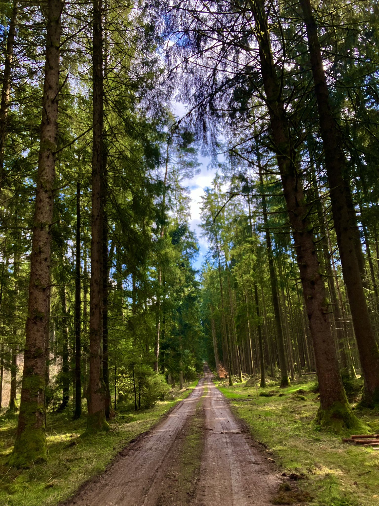 Waldautobahn