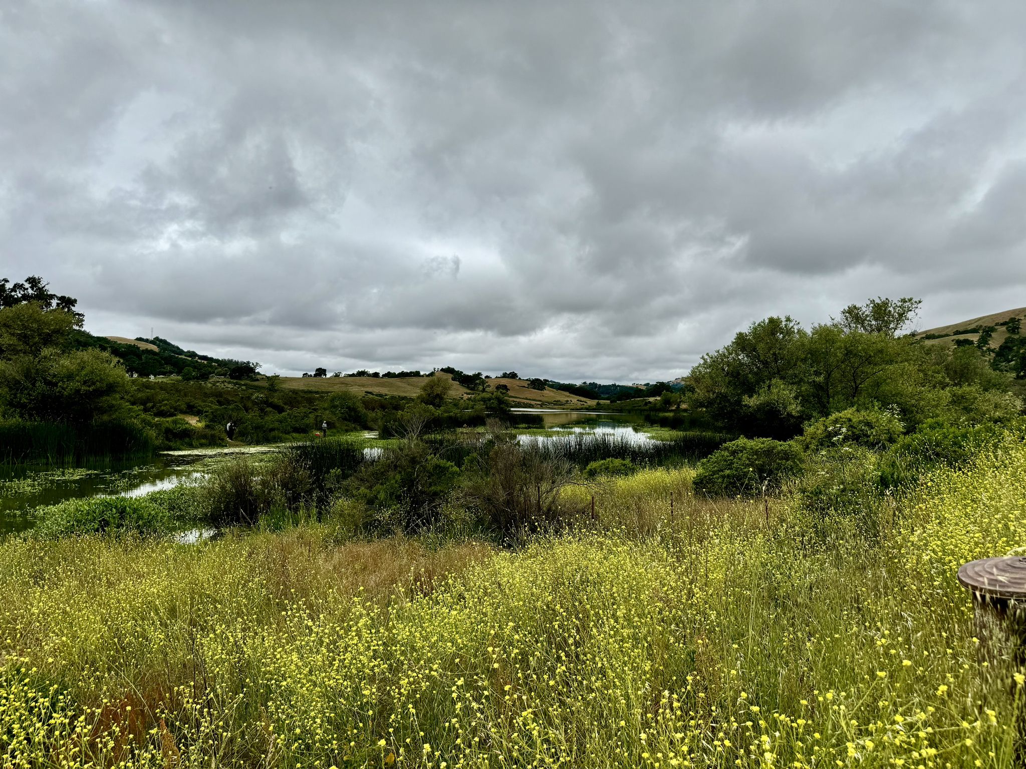 Field of yellow wildflowers leading to a lake and hills under cloudy skies. - JD Grant Park loop from Joseph D. Grant County Park