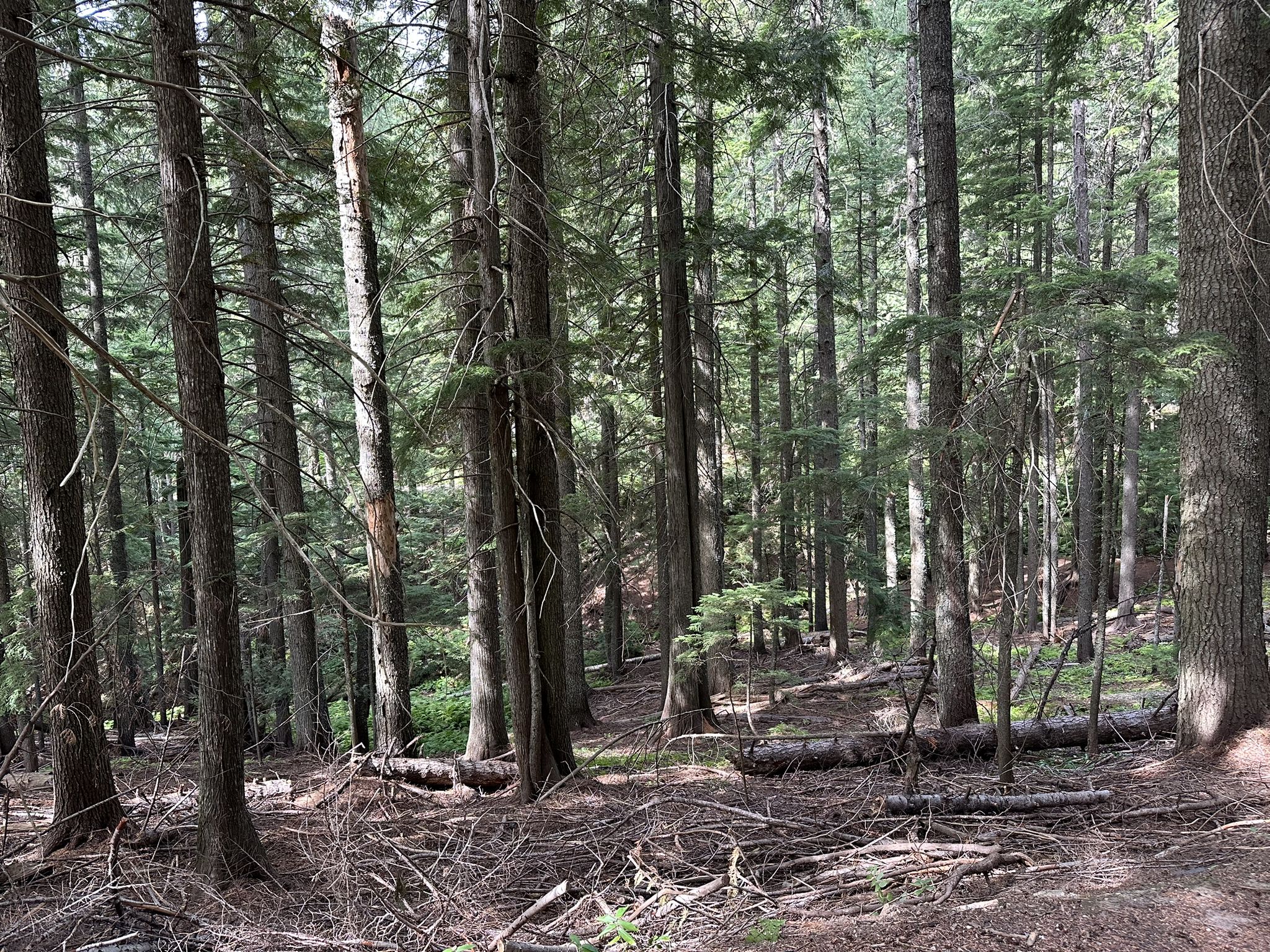 Dense forest with tall trees and fallen logs, dappled sunlight on the ground. - Smith Gap via Trail 100 and 110