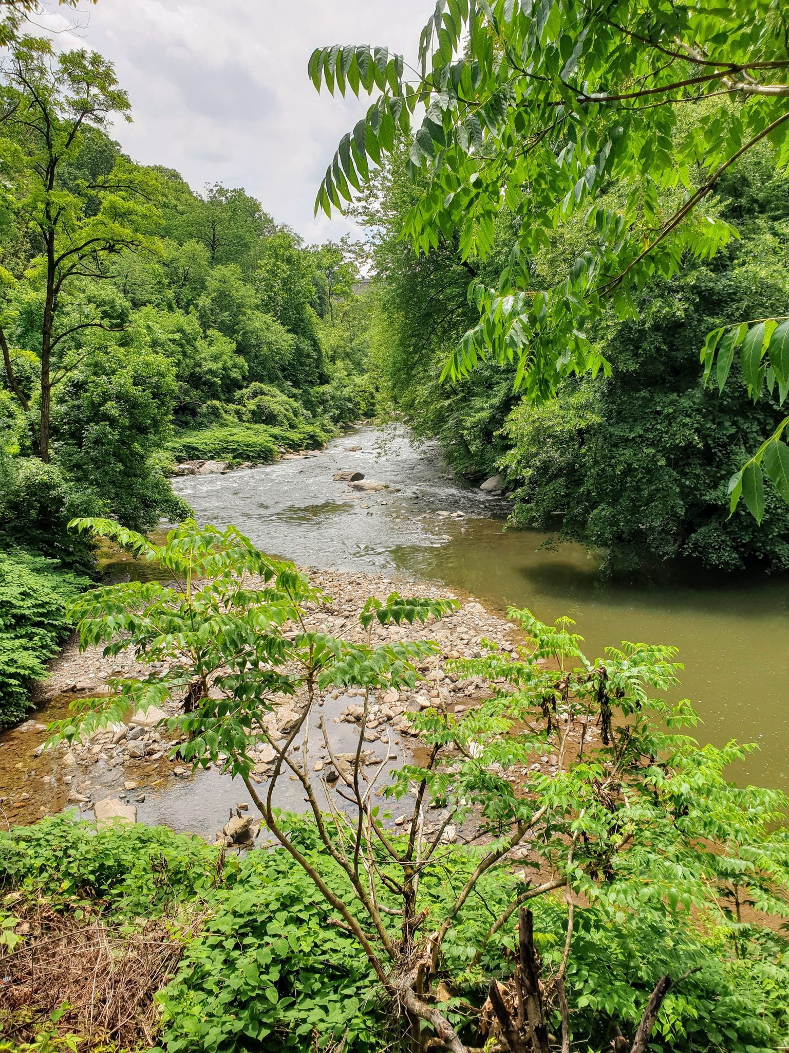 A river flows through a lush green forest under a bright sky. - Wissahickon Orange Trail, White Trail, and Forbidden Drive Loop