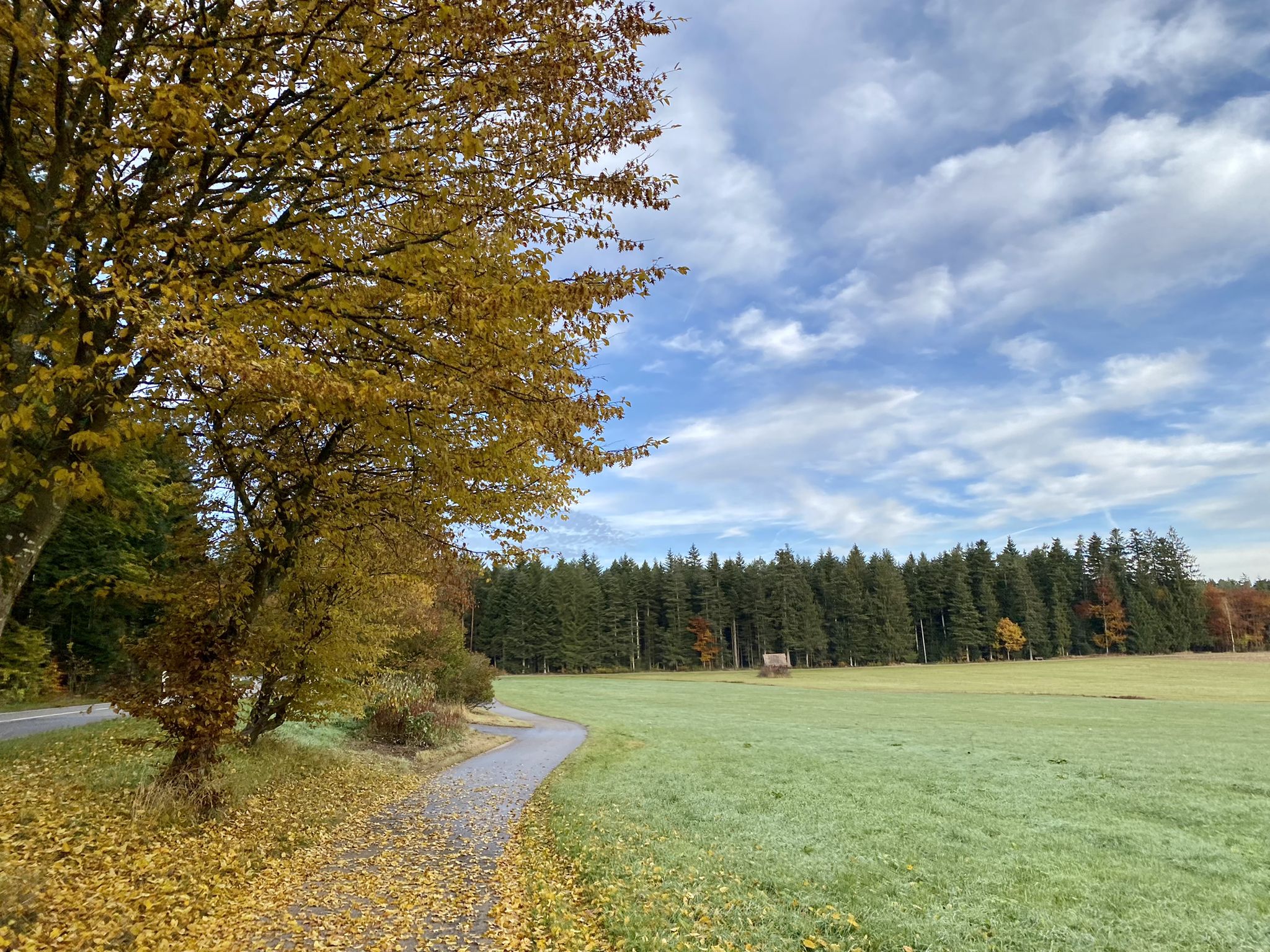 Immer noch Wald