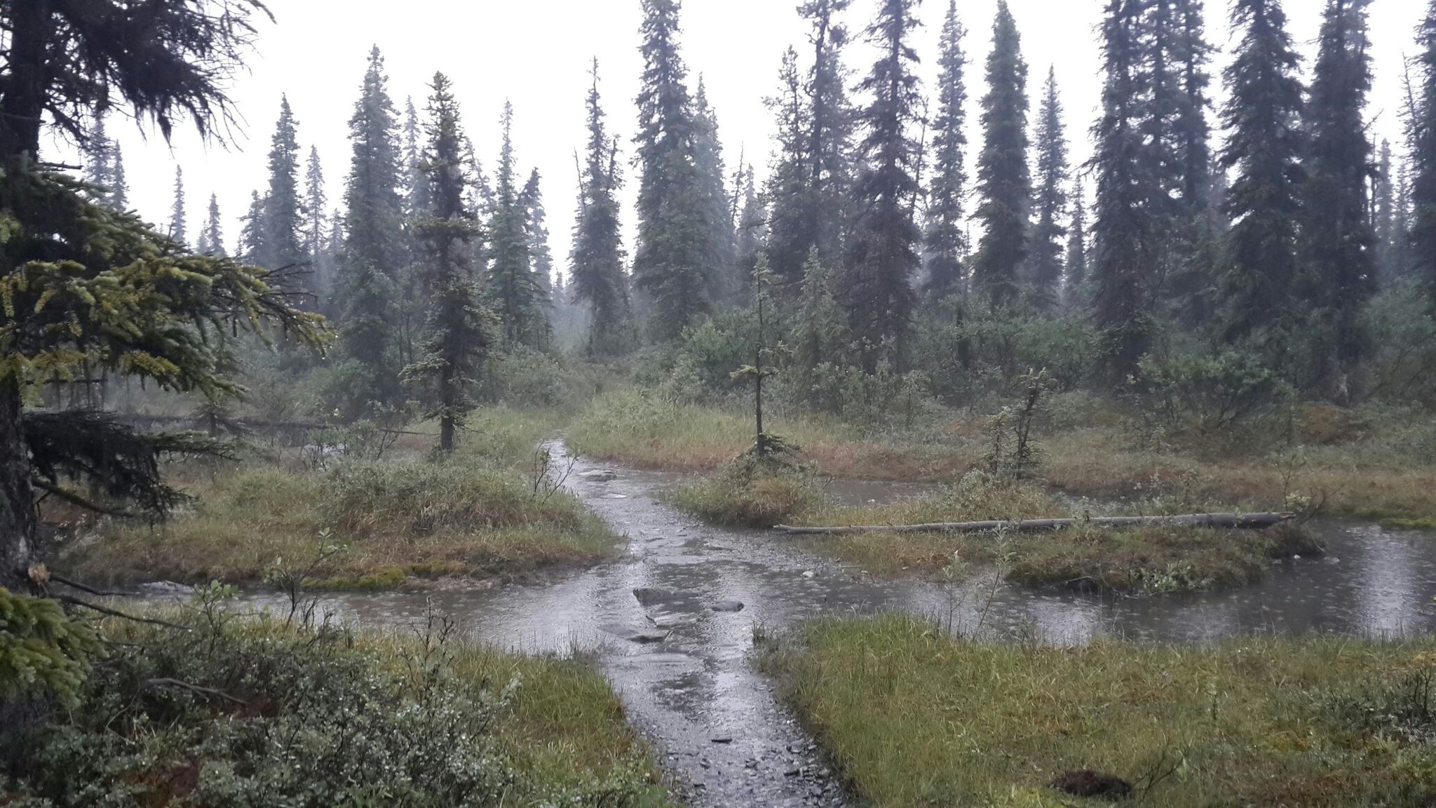 A wet, muddy path winds through a dense, rainy evergreen forest. - McKinley Bar Trail