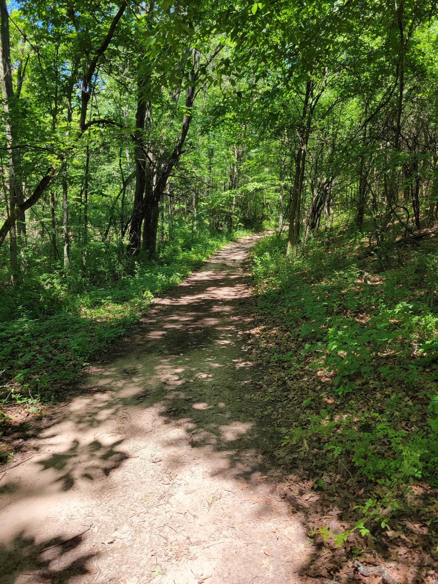Shaded dirt path winding through a vibrant green forest on a sunny day. - Running loop from S1